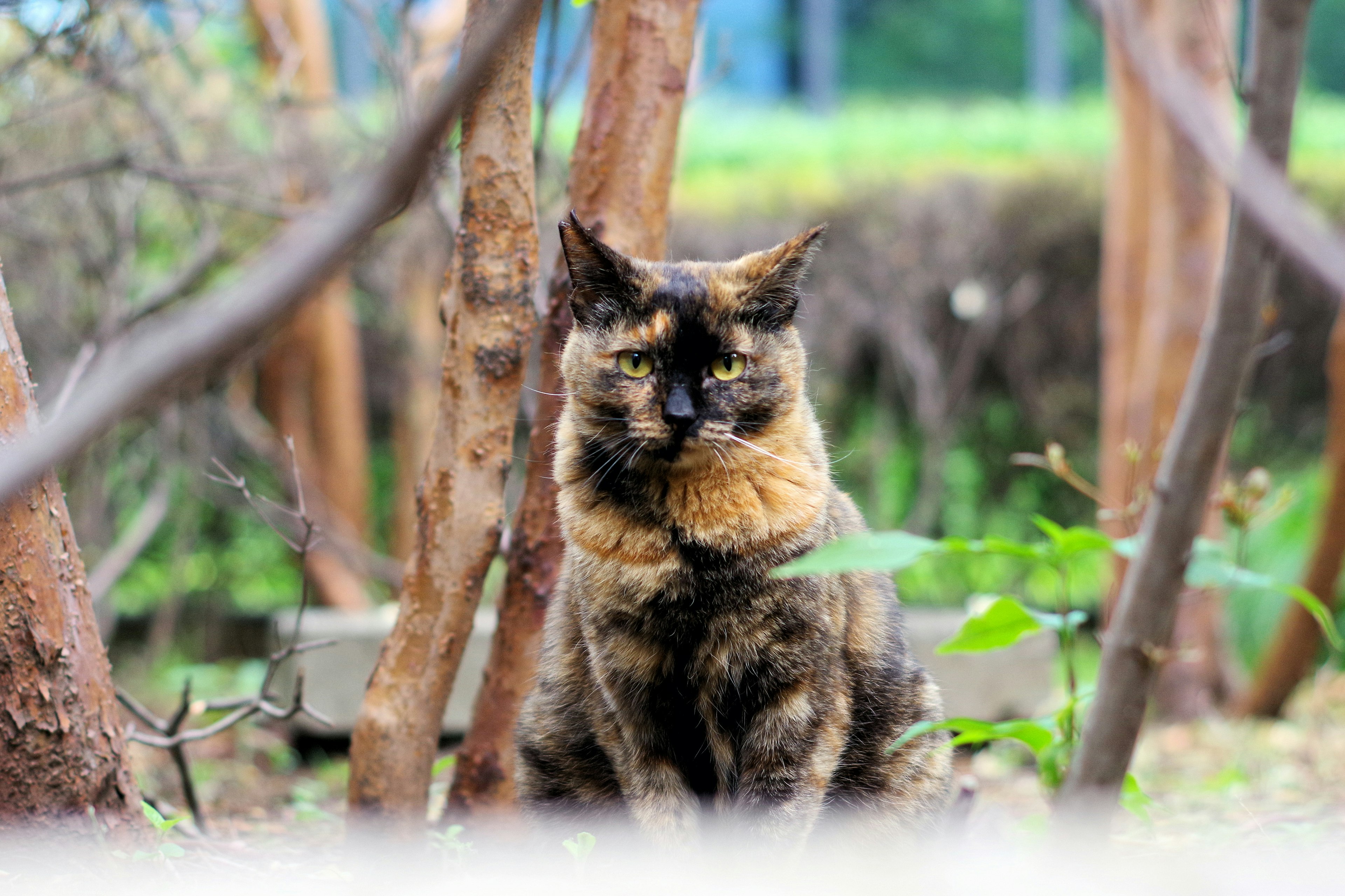 Foto kucing tortoiseshell yang duduk di taman