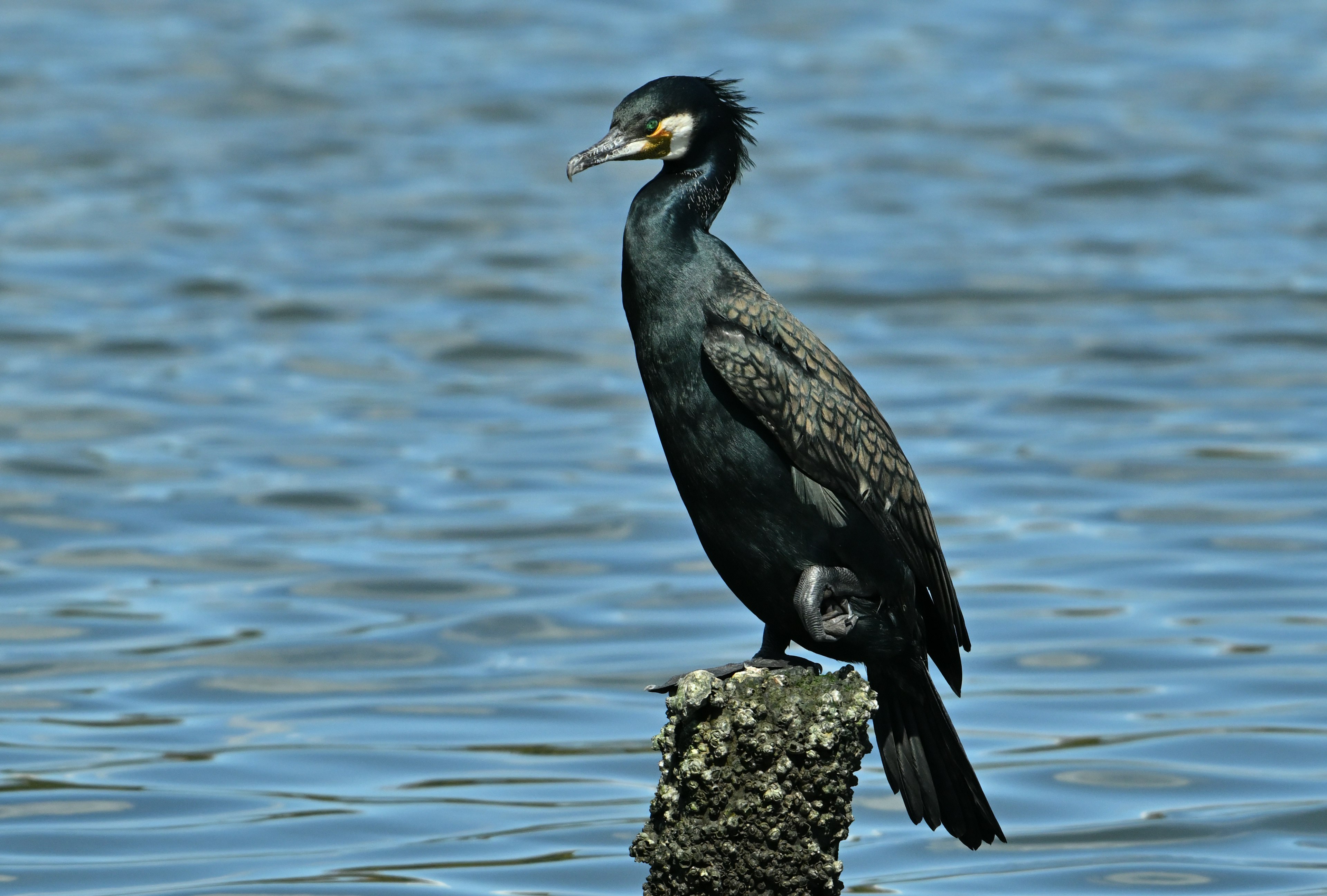 水面に立つカワウの姿が見える