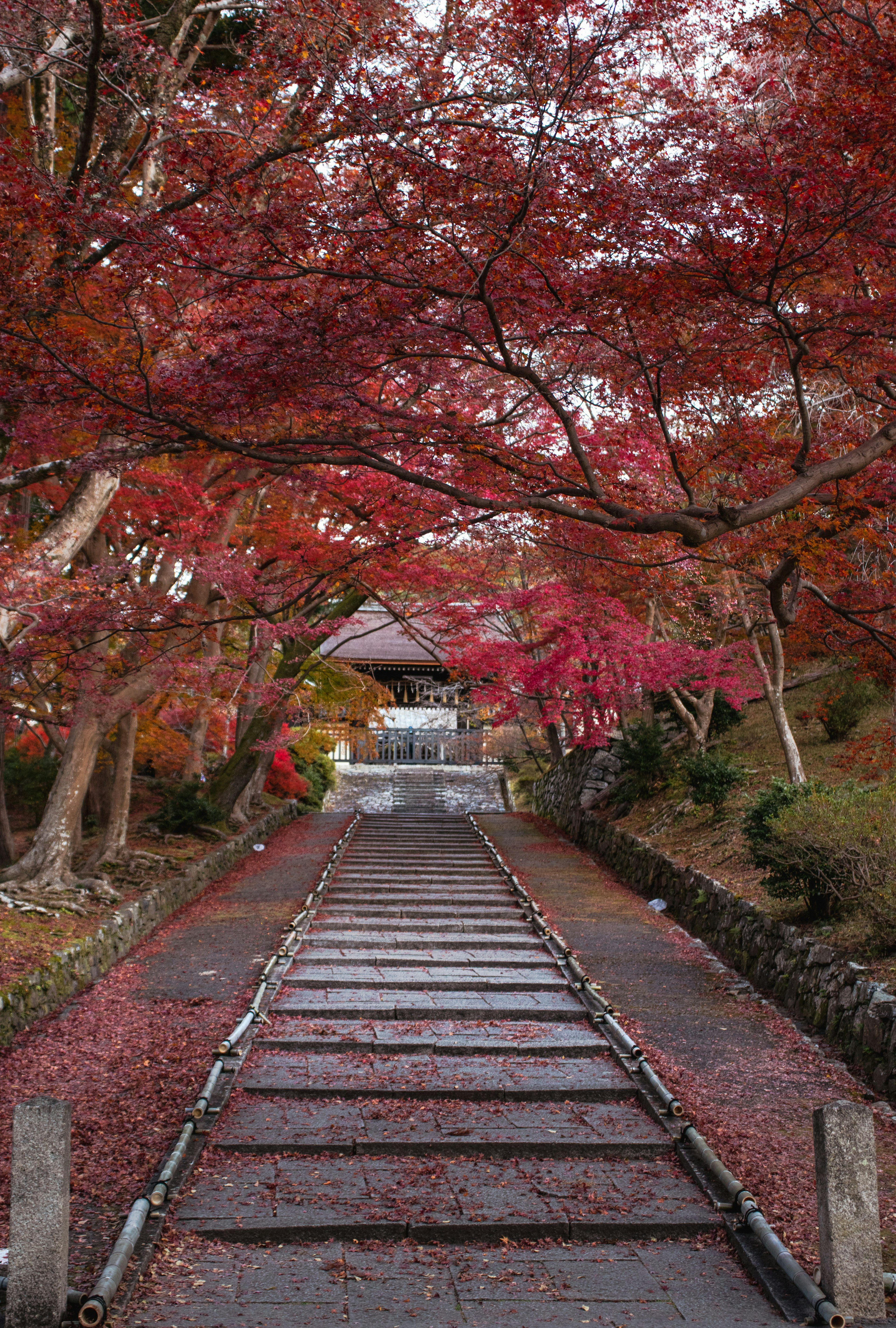 風景如畫的小路，兩旁是鮮豔的紅色秋葉