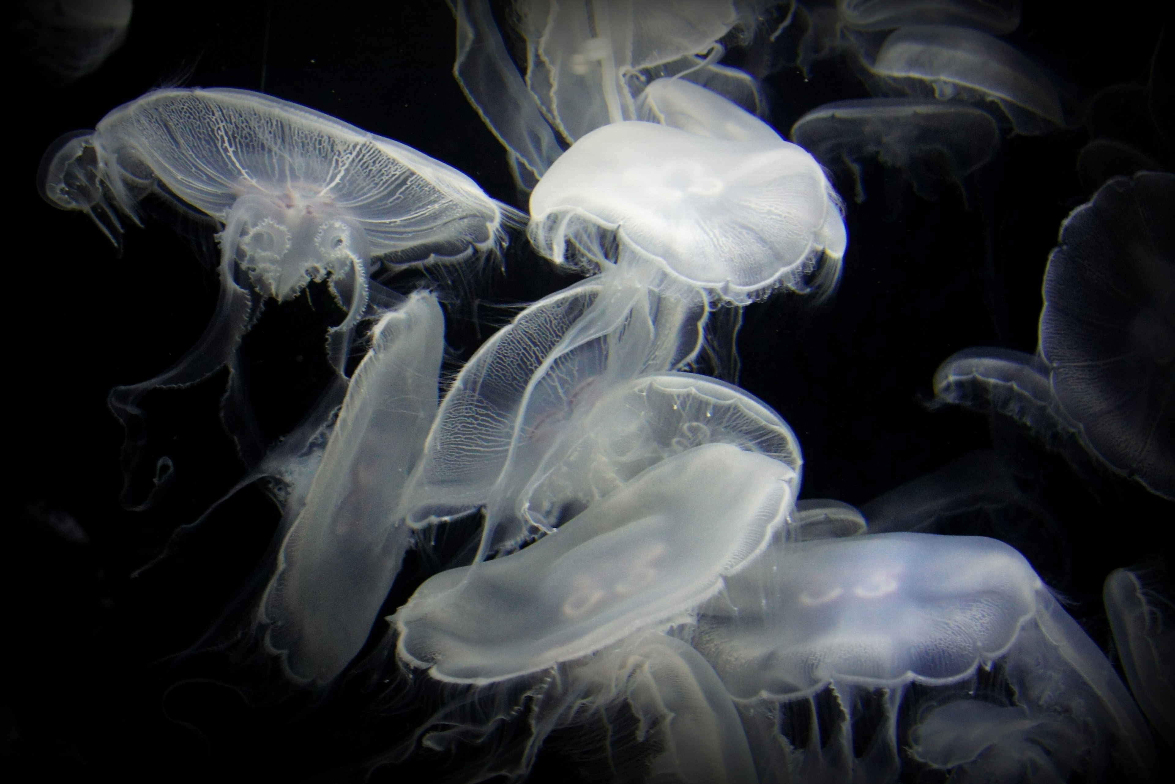 Un grupo de medusas transparentes flotando sobre un fondo negro