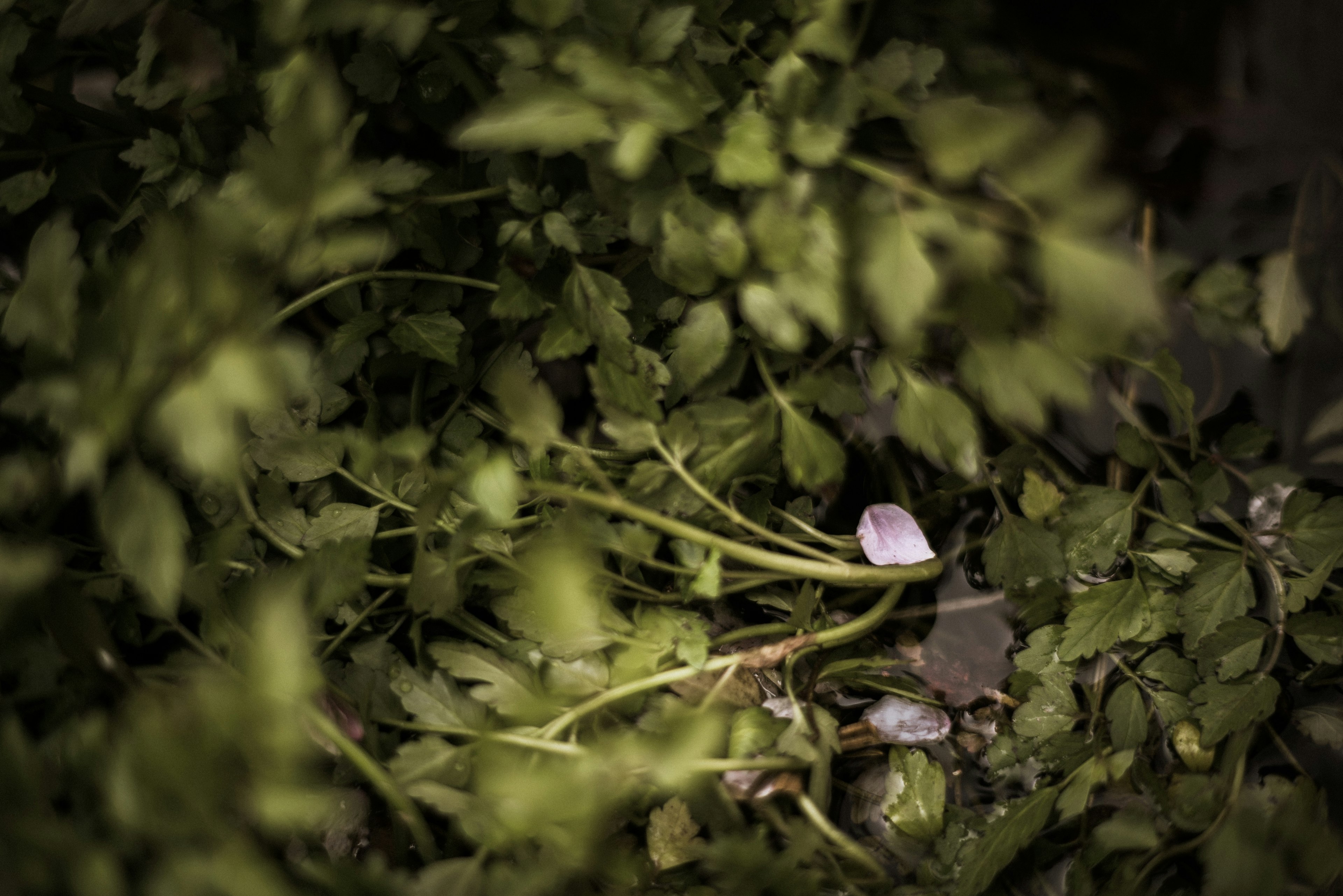 緑の葉に覆われた小さな花がある風景