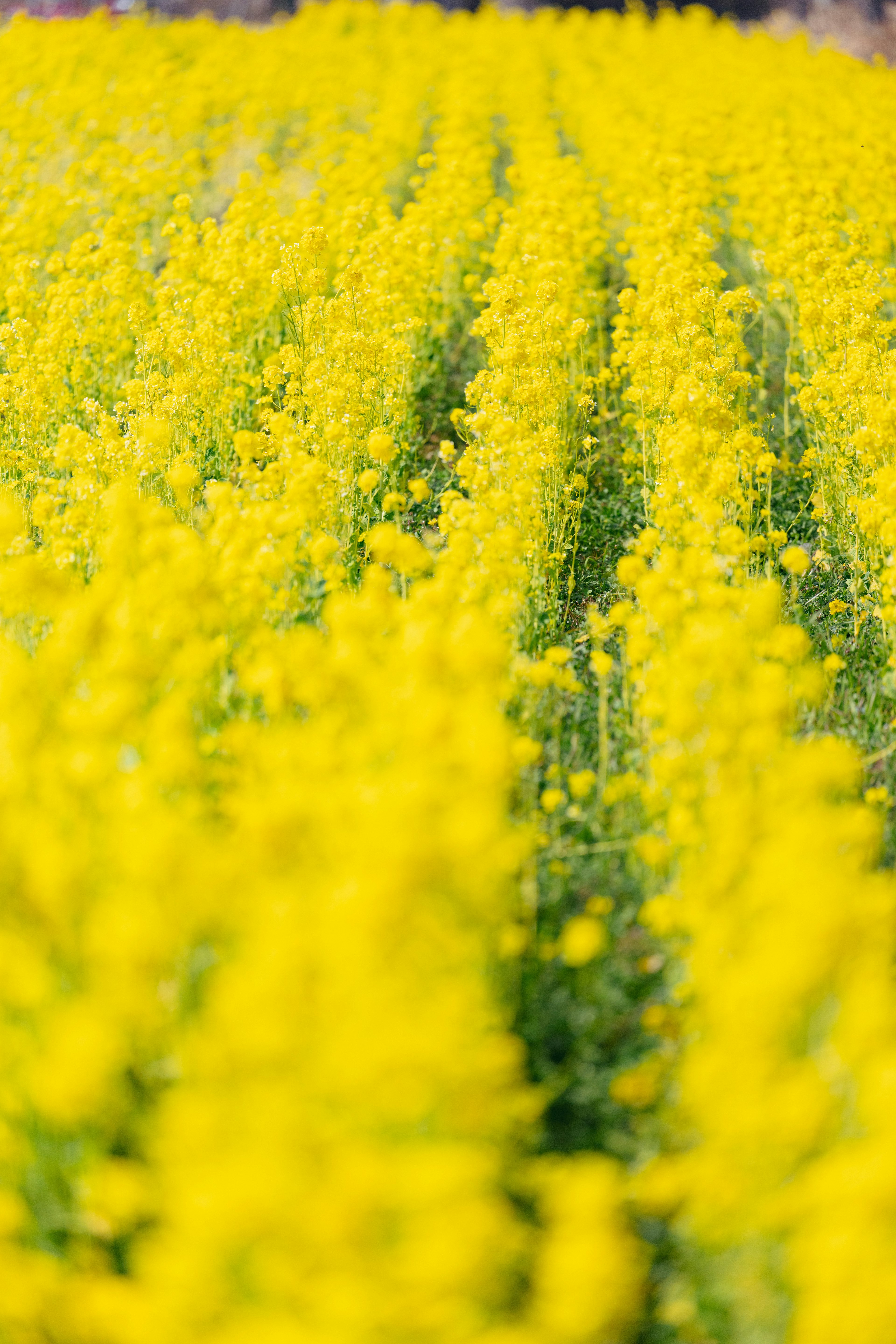 Campo de flores amarillas vibrantes con filas de flores