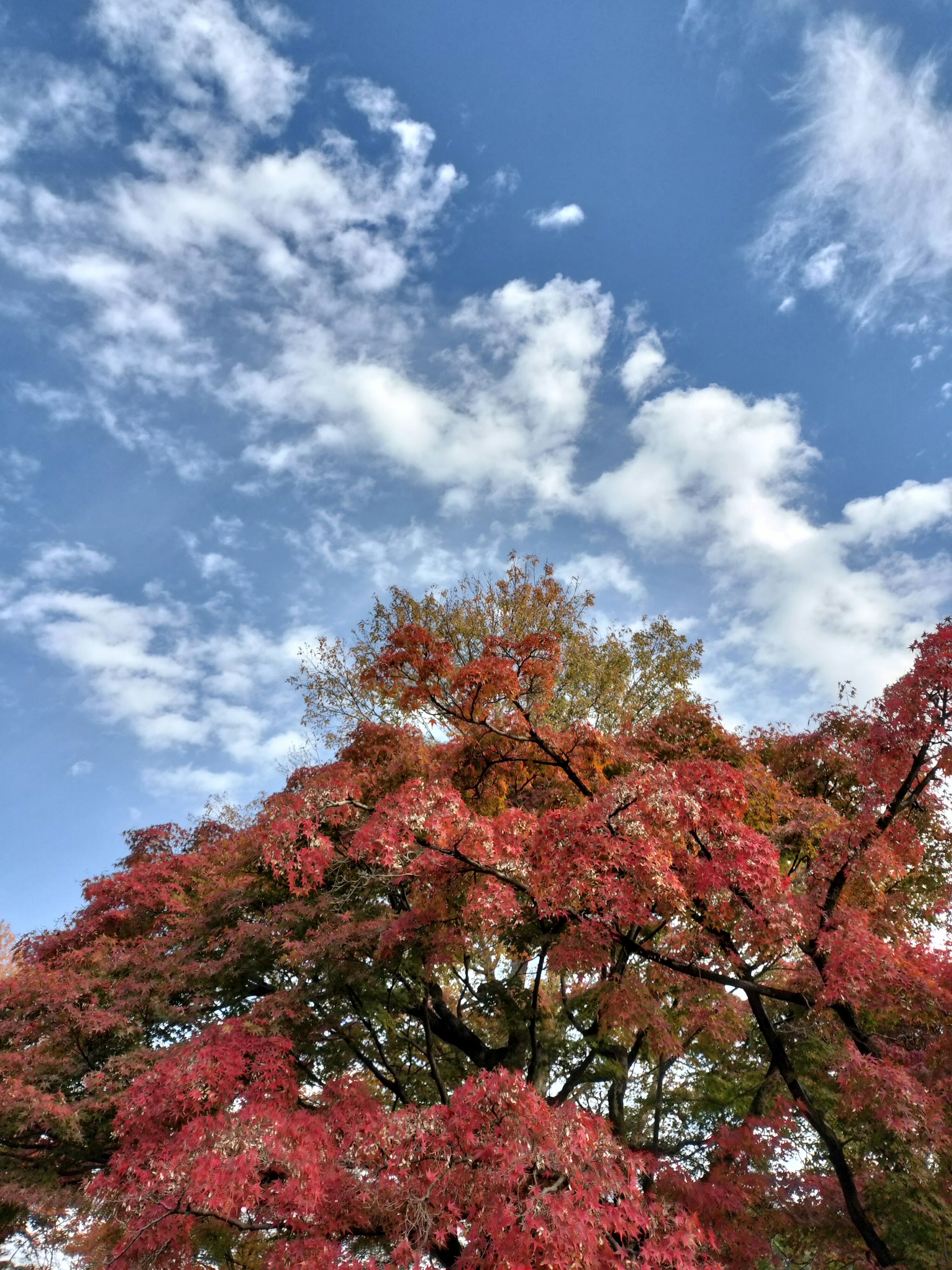 Un arbre aux feuilles rouges sous un ciel bleu et des nuages blancs