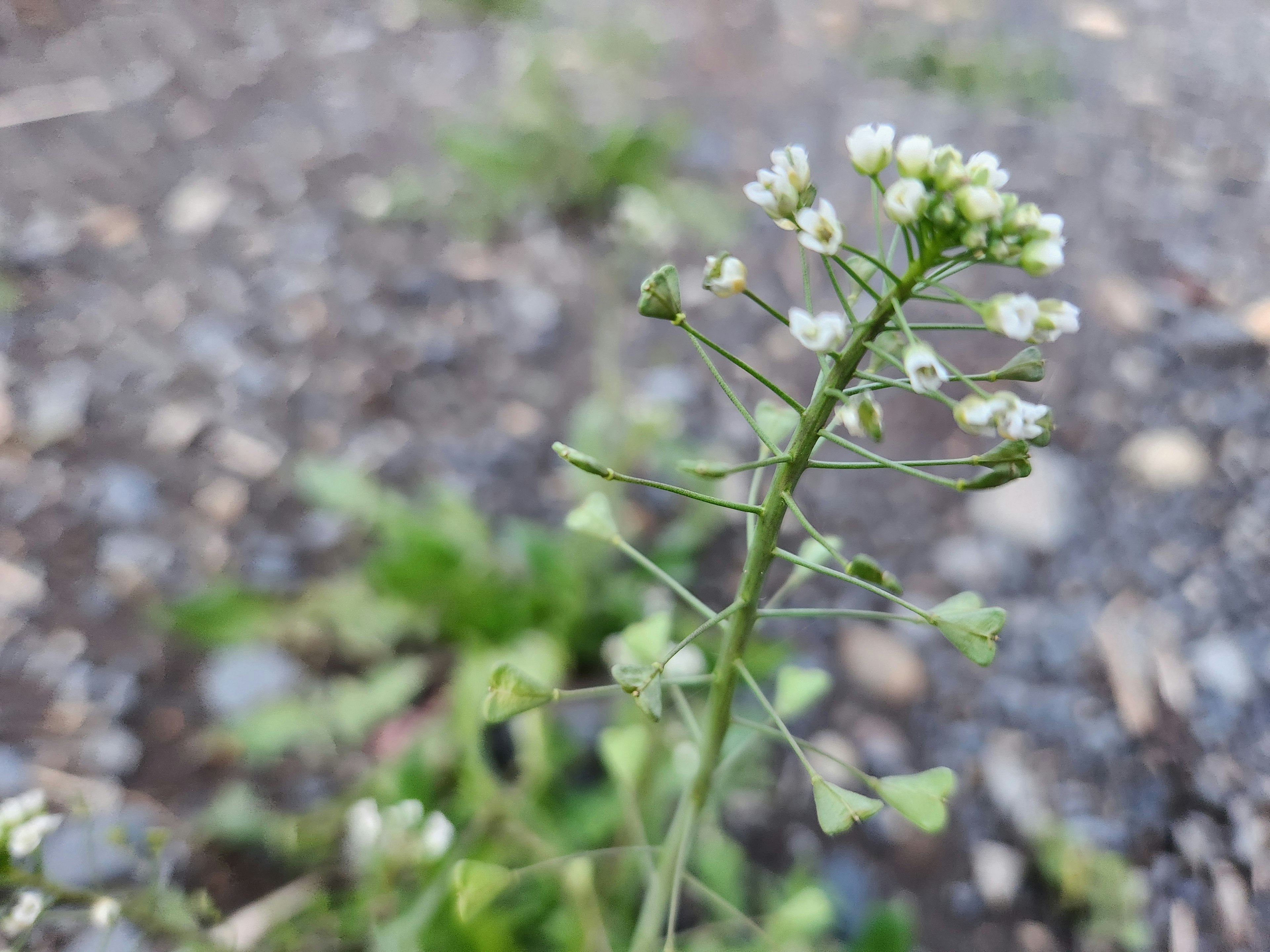 Un fusto di pianta sottile con piccoli fiori bianchi su sfondo sfocato