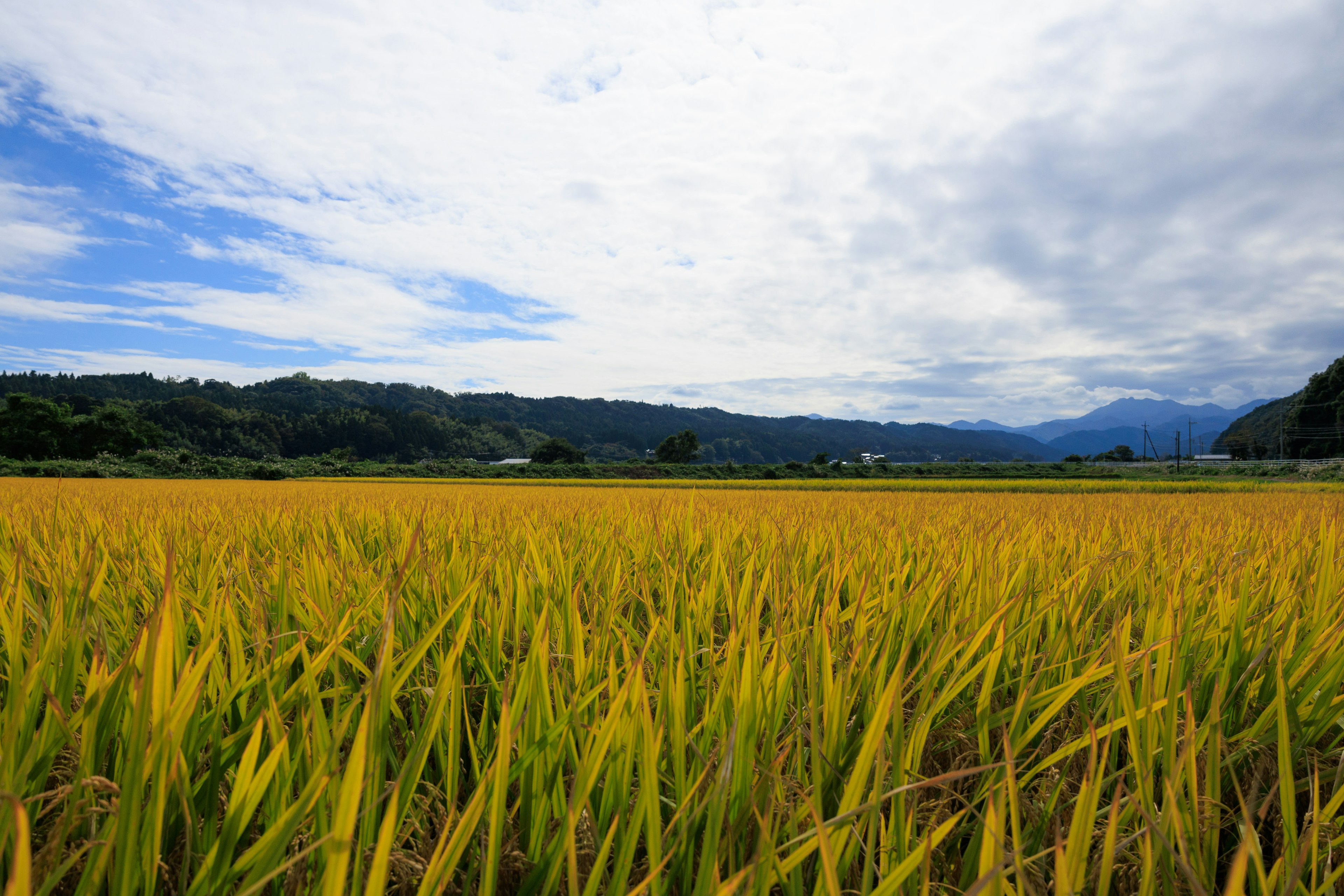 Ladang padi kuning cerah di bawah langit biru