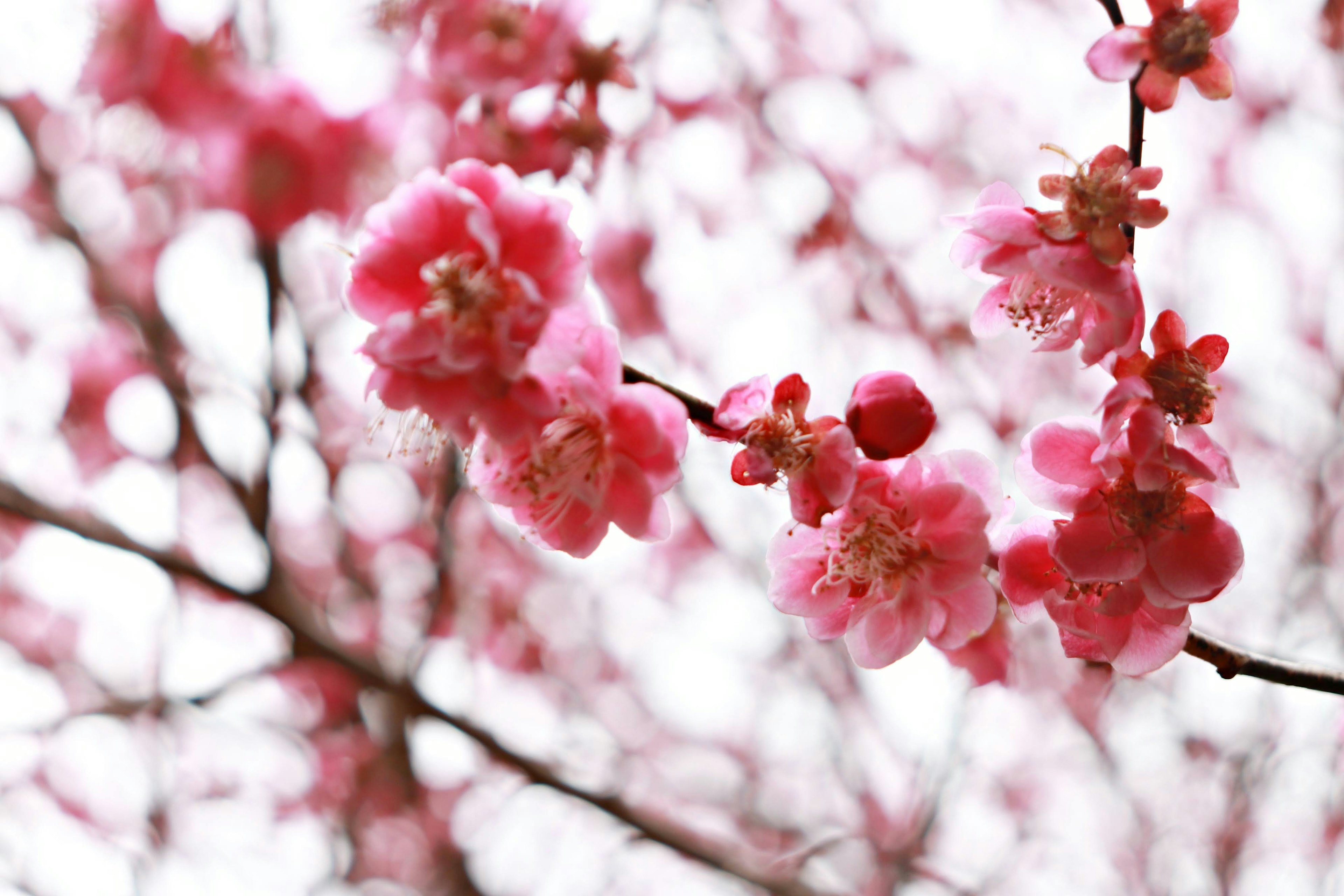 Fiori di pesco rosa vivaci con uno sfondo sfocato