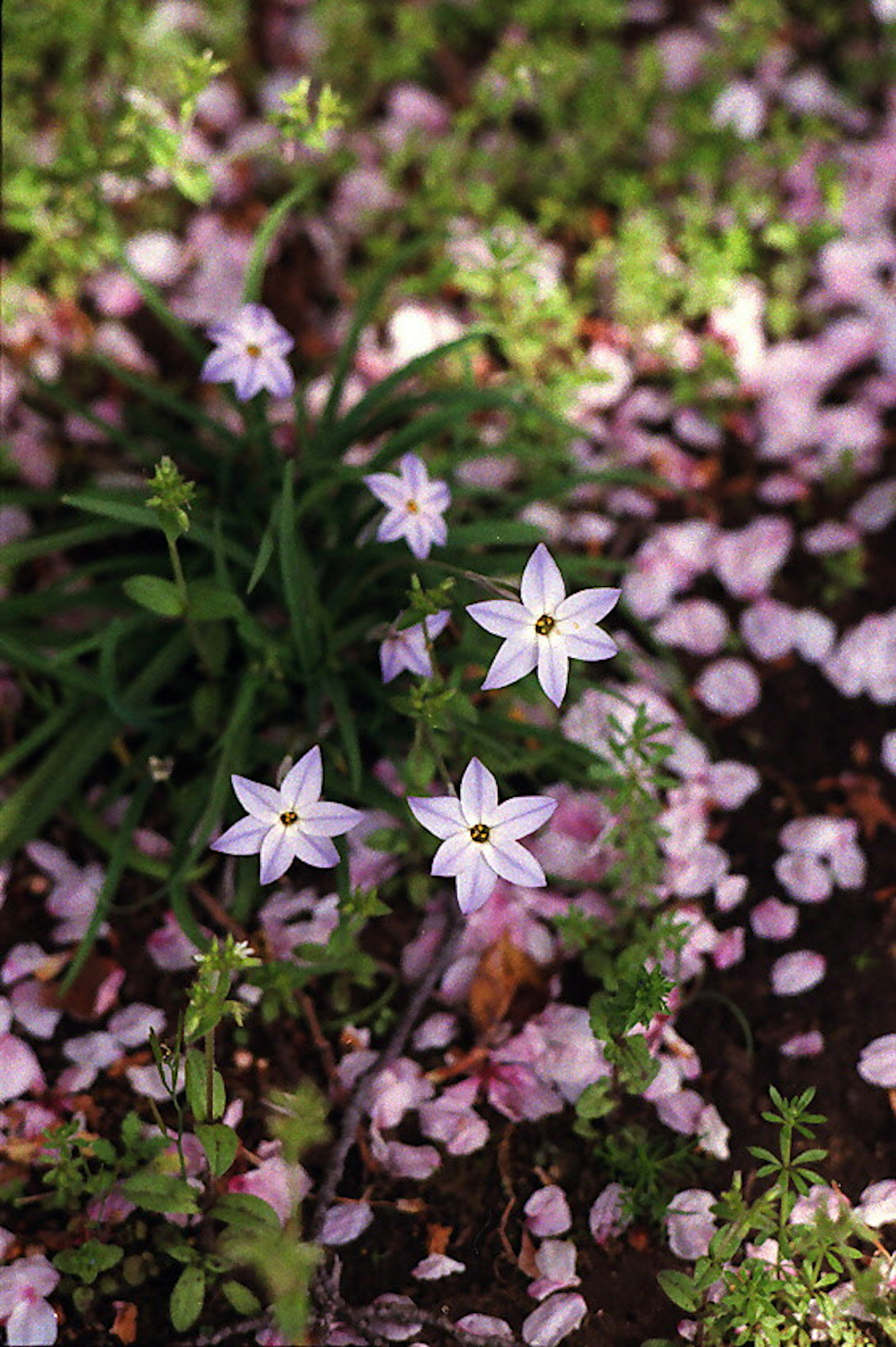 Fleurs violettes délicates entourées de pétales roses éparpillés sur le sol