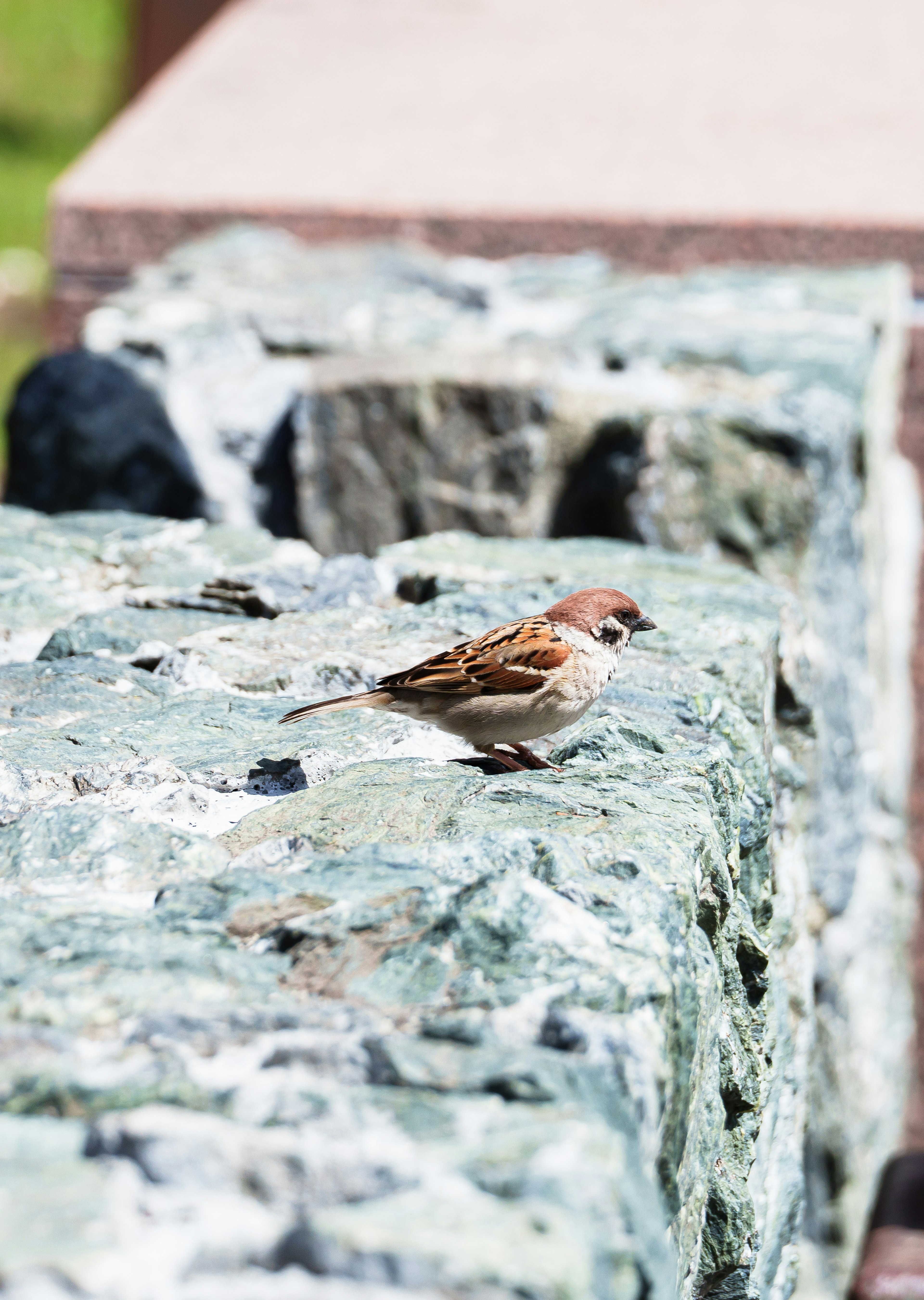 Primer plano de un pequeño pájaro sobre una superficie de piedra