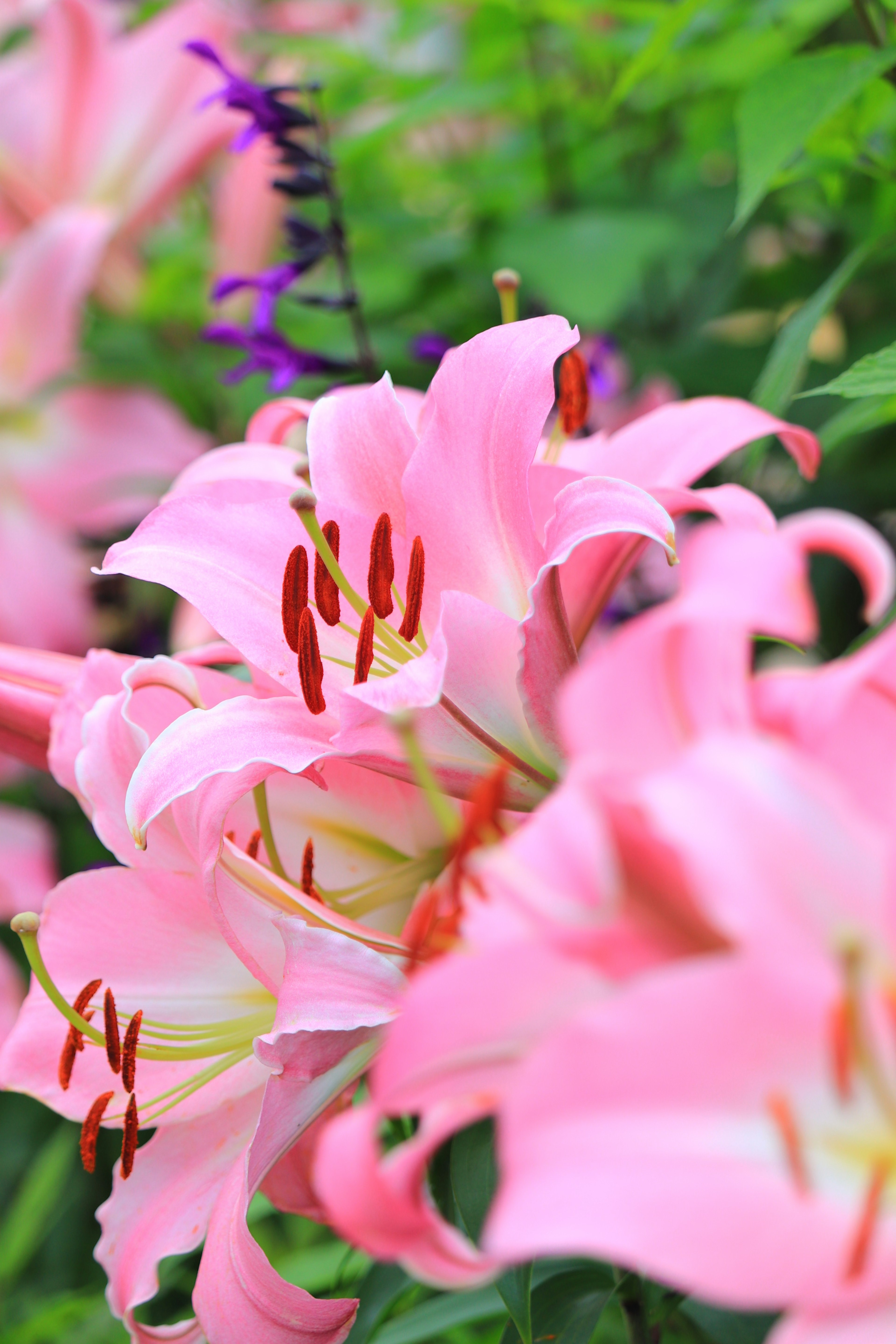 A beautiful scene of blooming pink lilies