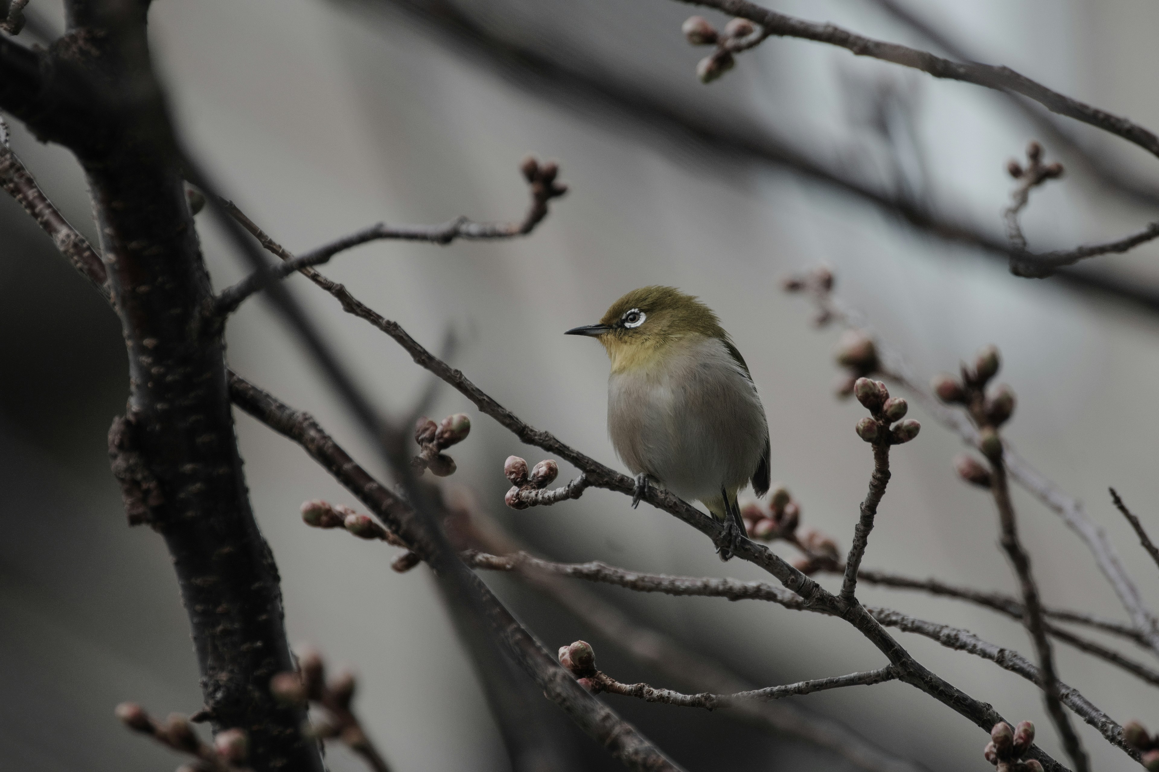 小さな鳥が枝に止まっている様子 背景にはぼんやりした建物の影