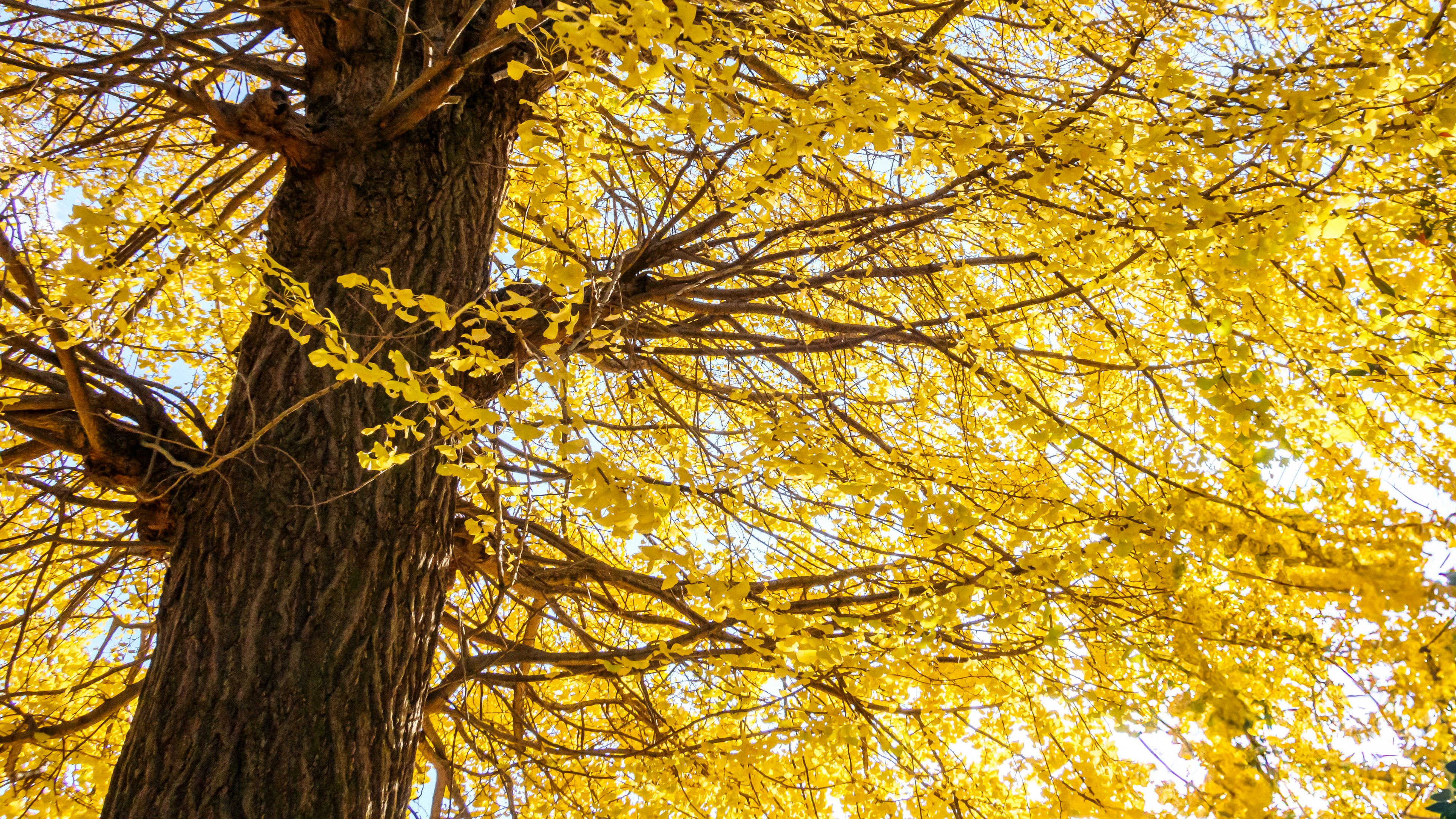 Foto pohon dengan daun kuning yang indah