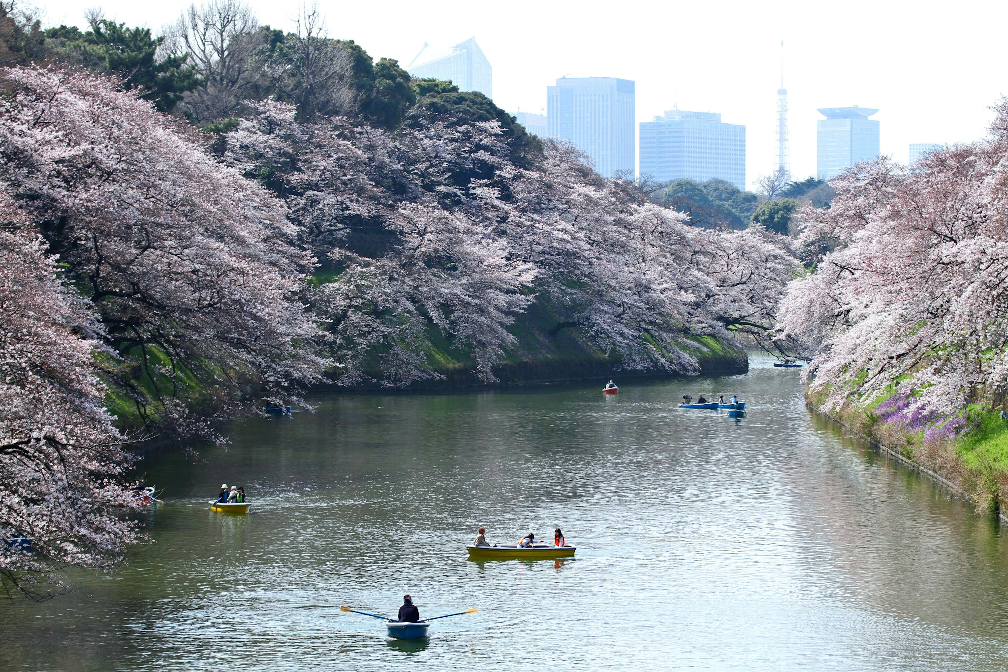 Vue d'une rivière bordée d'arbres en fleurs et de personnes en barque