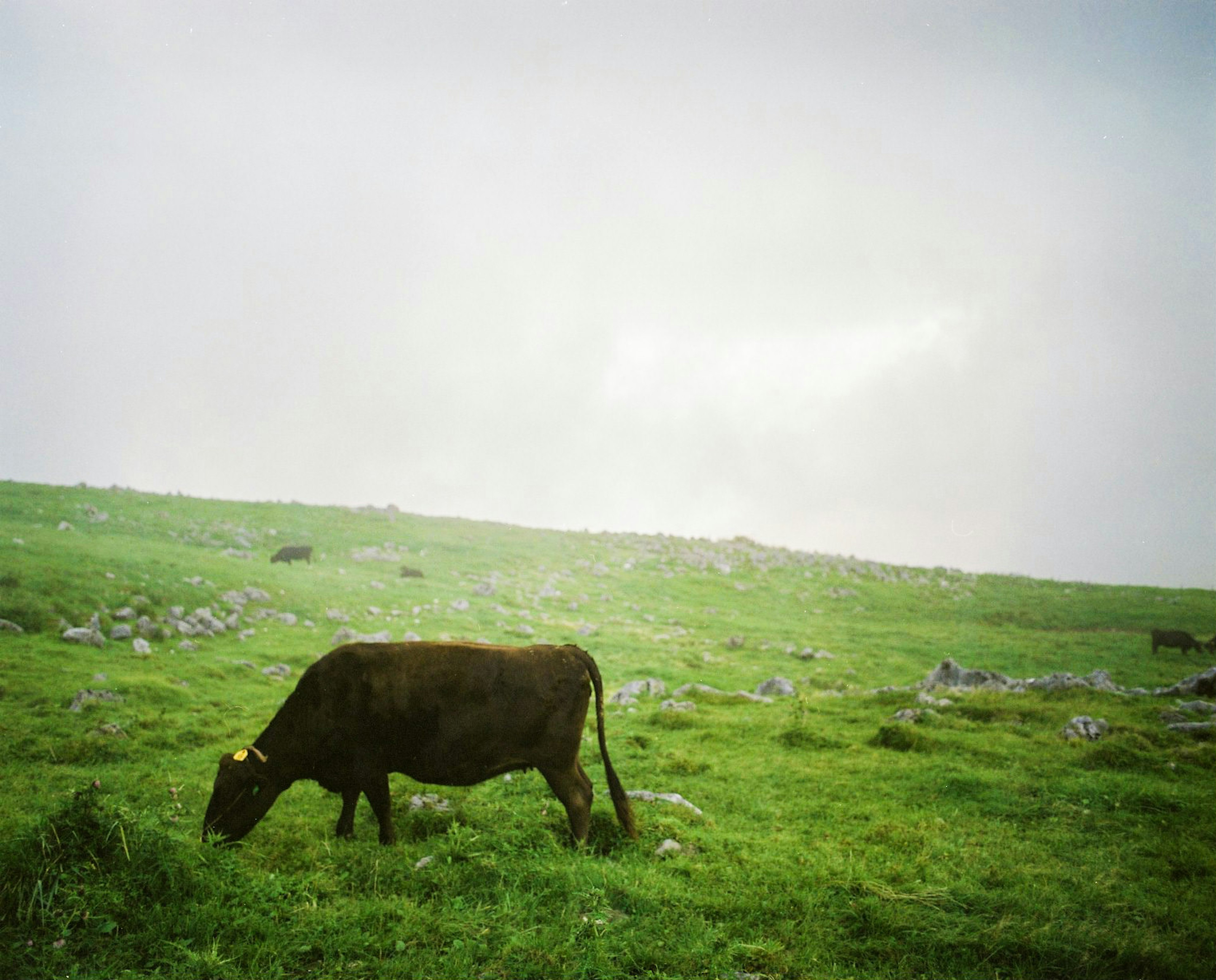 Immagine di una mucca che pascola in un prato verde