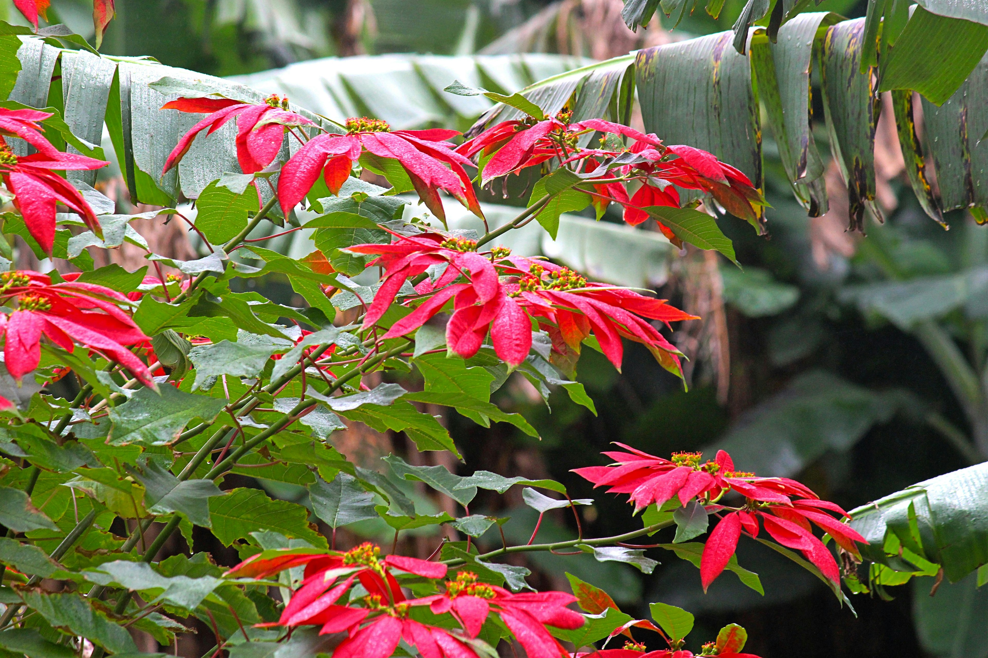 Foglie rosse vivaci di una pianta tra il fogliame verde