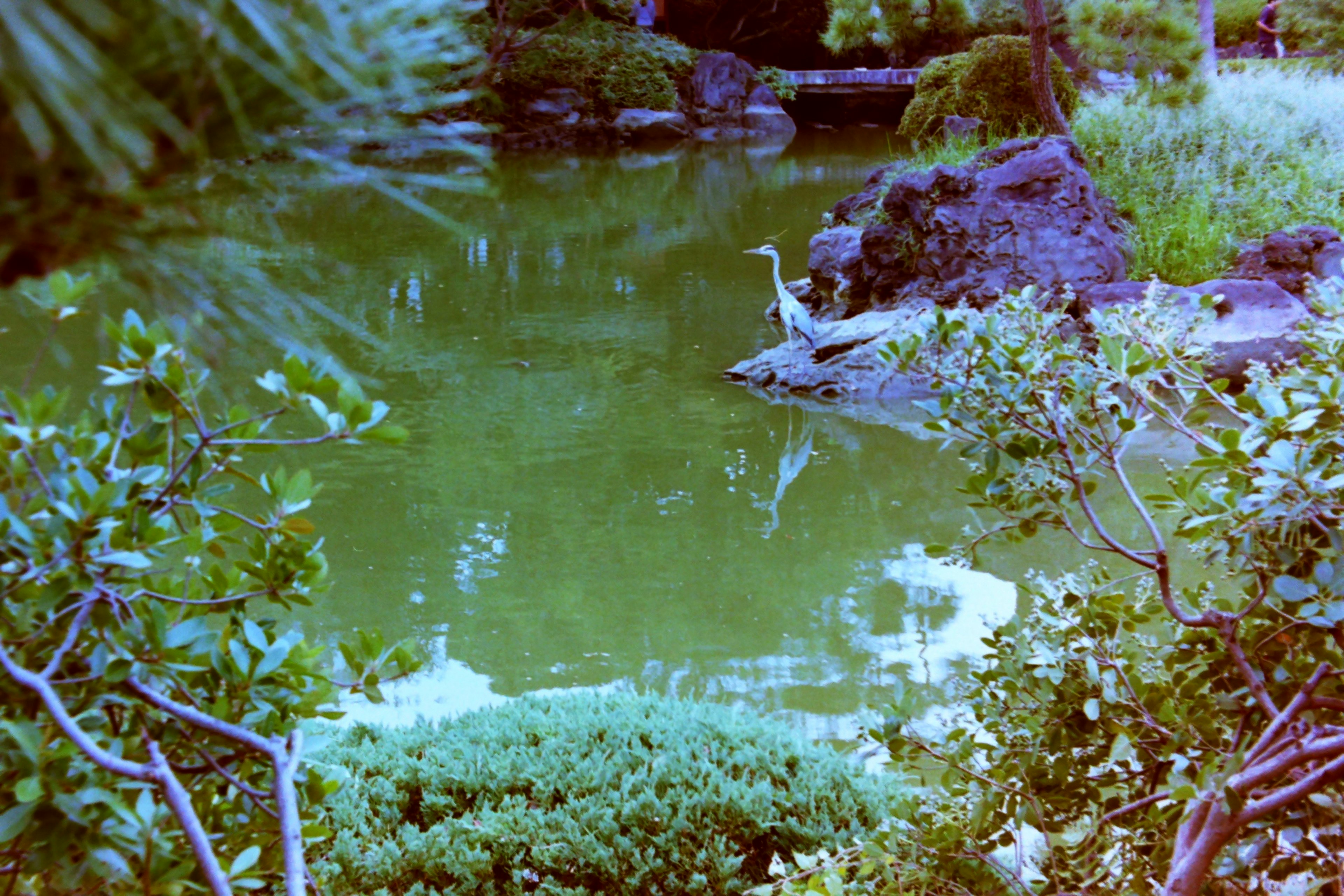 静かな池の周りに緑豊かな植物と岩があり、池の中には鳥が立っている