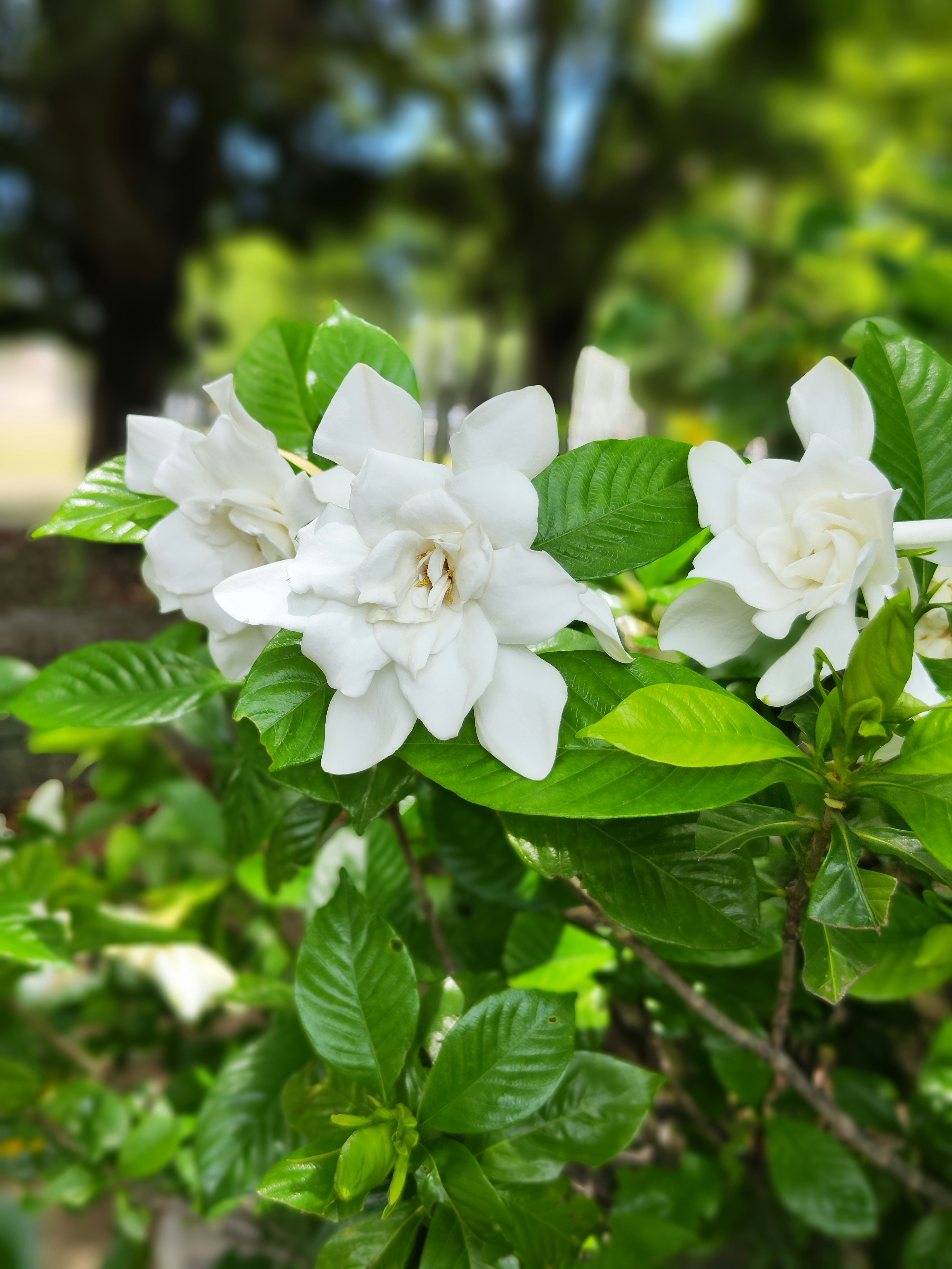 Nahaufnahme von Gardenienblüten mit weißen Blütenblättern und grünen Blättern