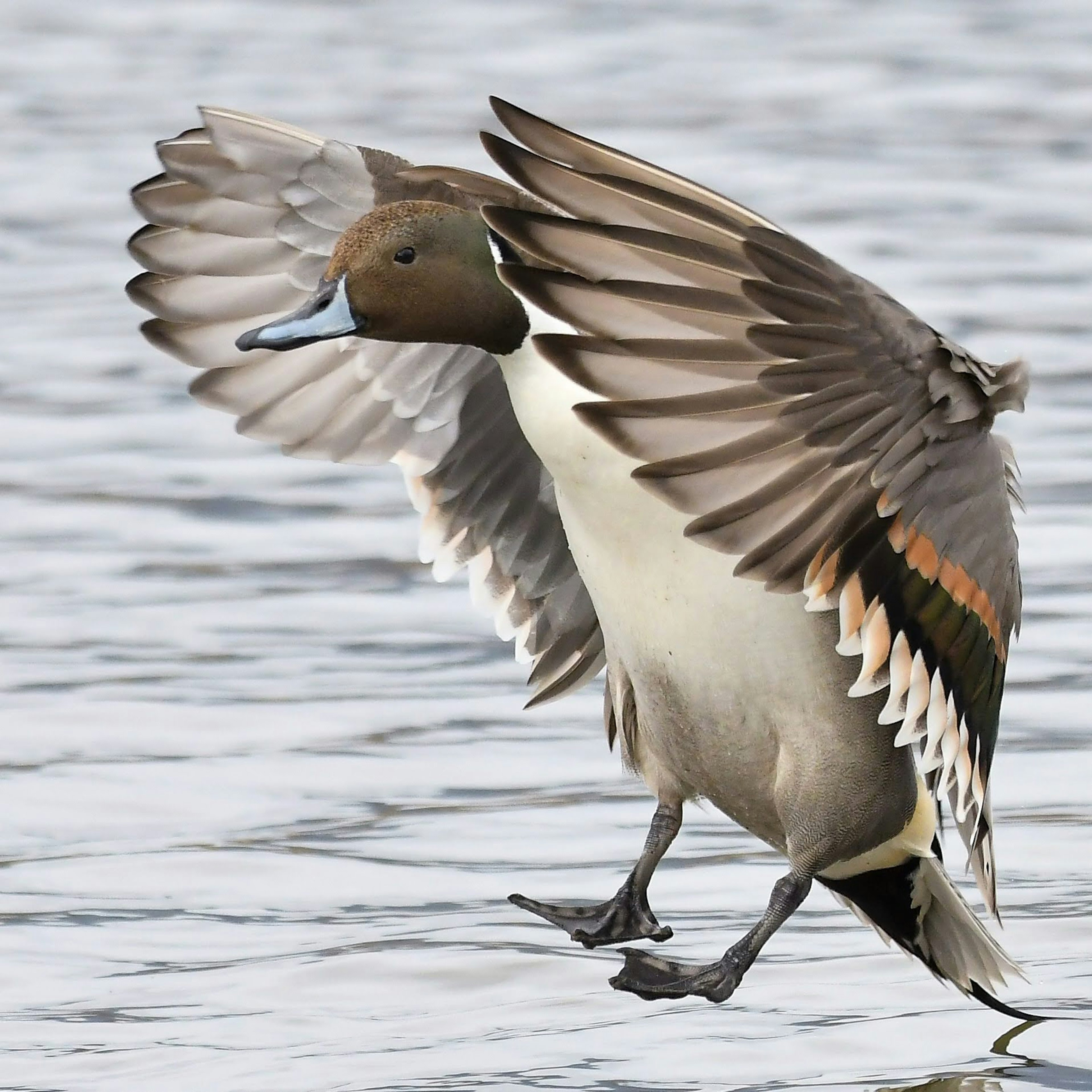 Eine Spitzente auf dem Wasser mit ausgebreiteten Flügeln in einer einzigartigen Pose