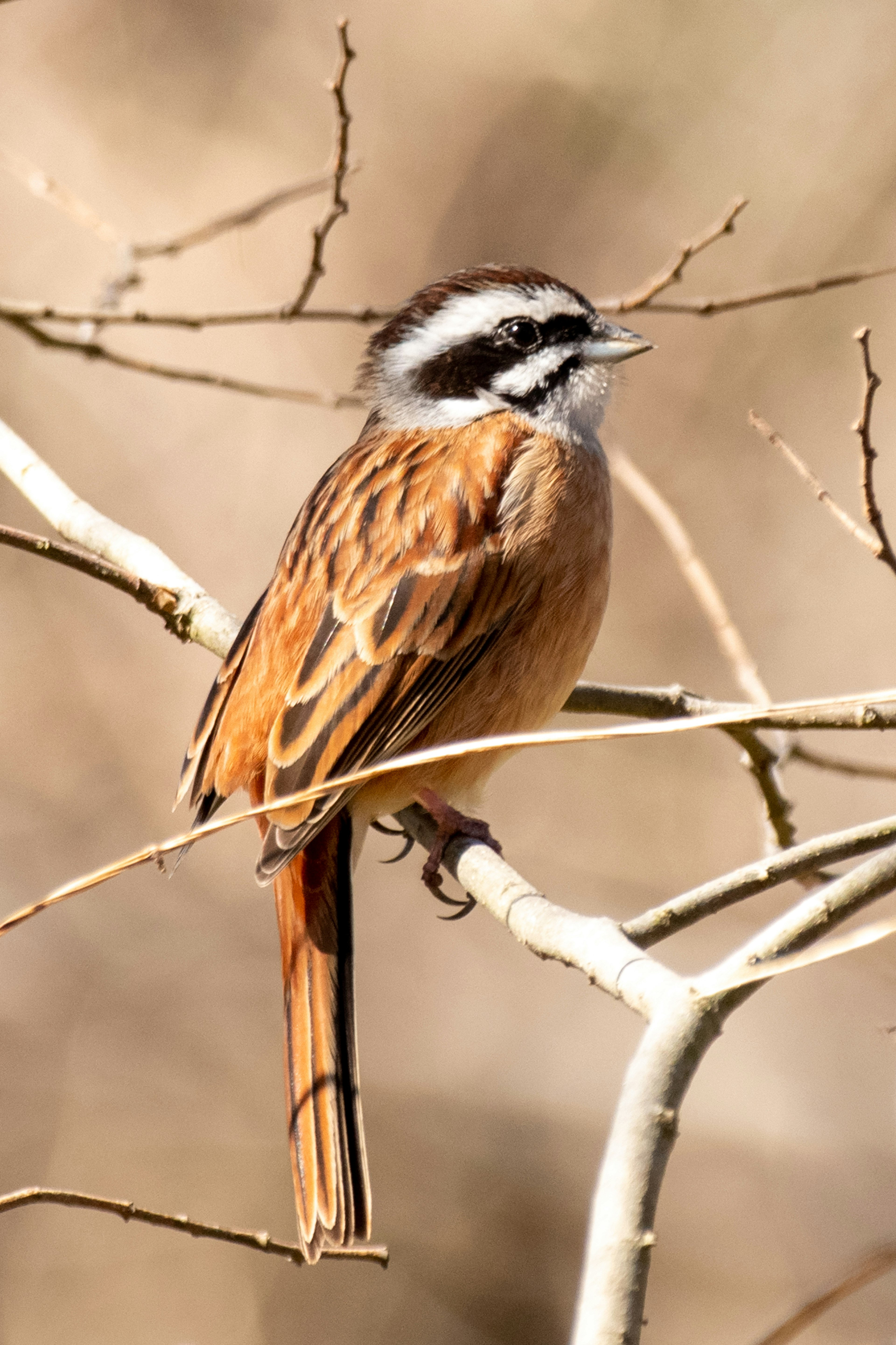 A beautiful brown bird perched on a small branch featuring a white eyebrow and a black head