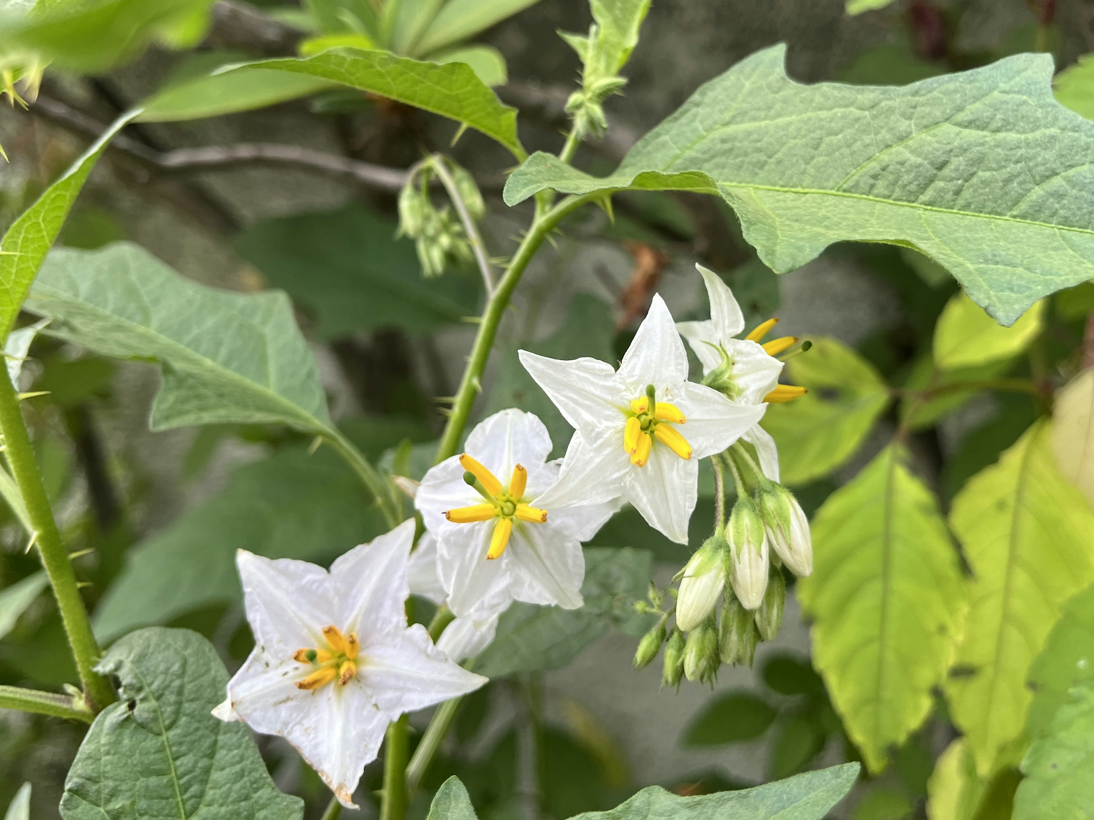 Acercamiento de una planta con flores blancas y centros amarillos