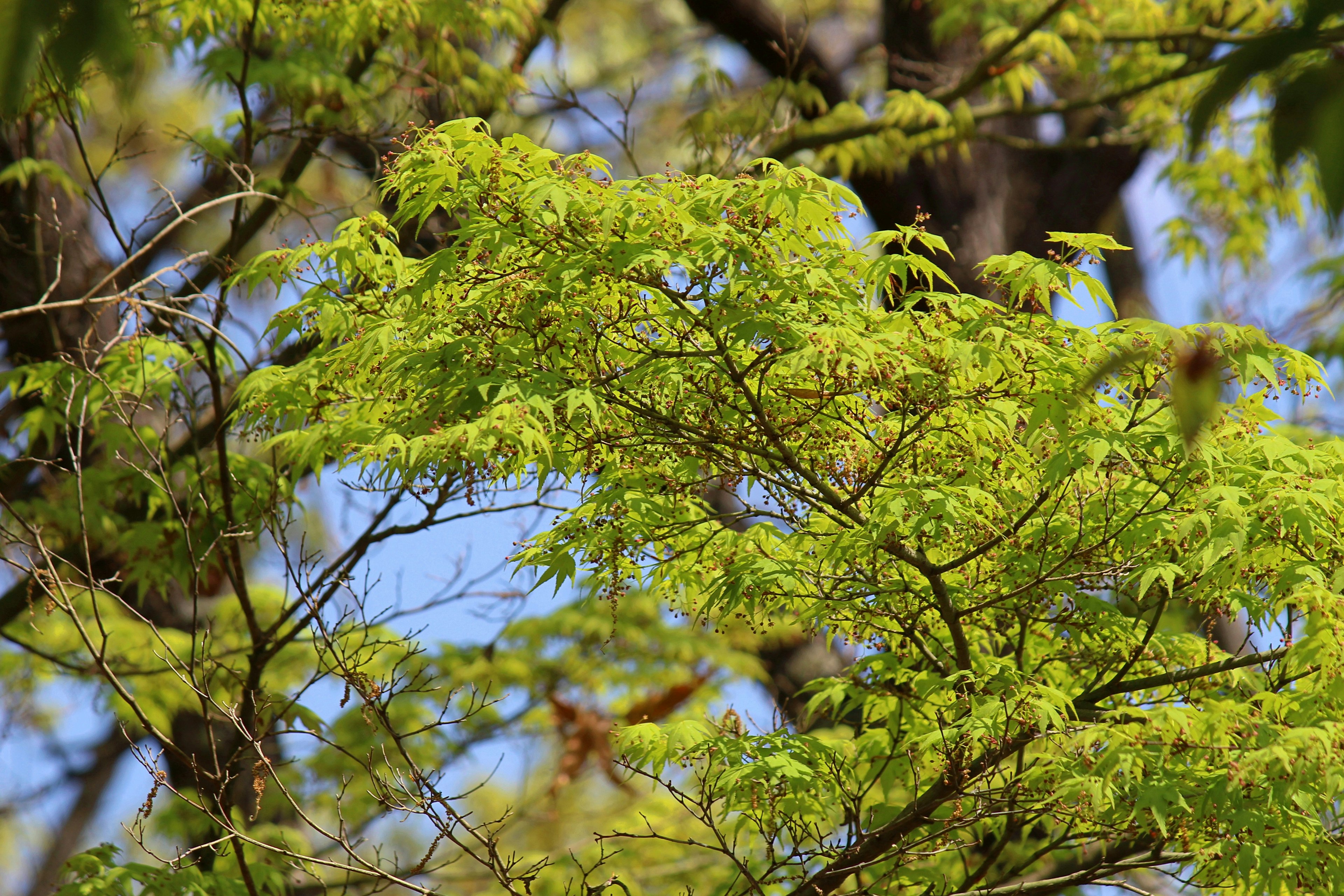 新緑の葉が茂った木の枝と青空