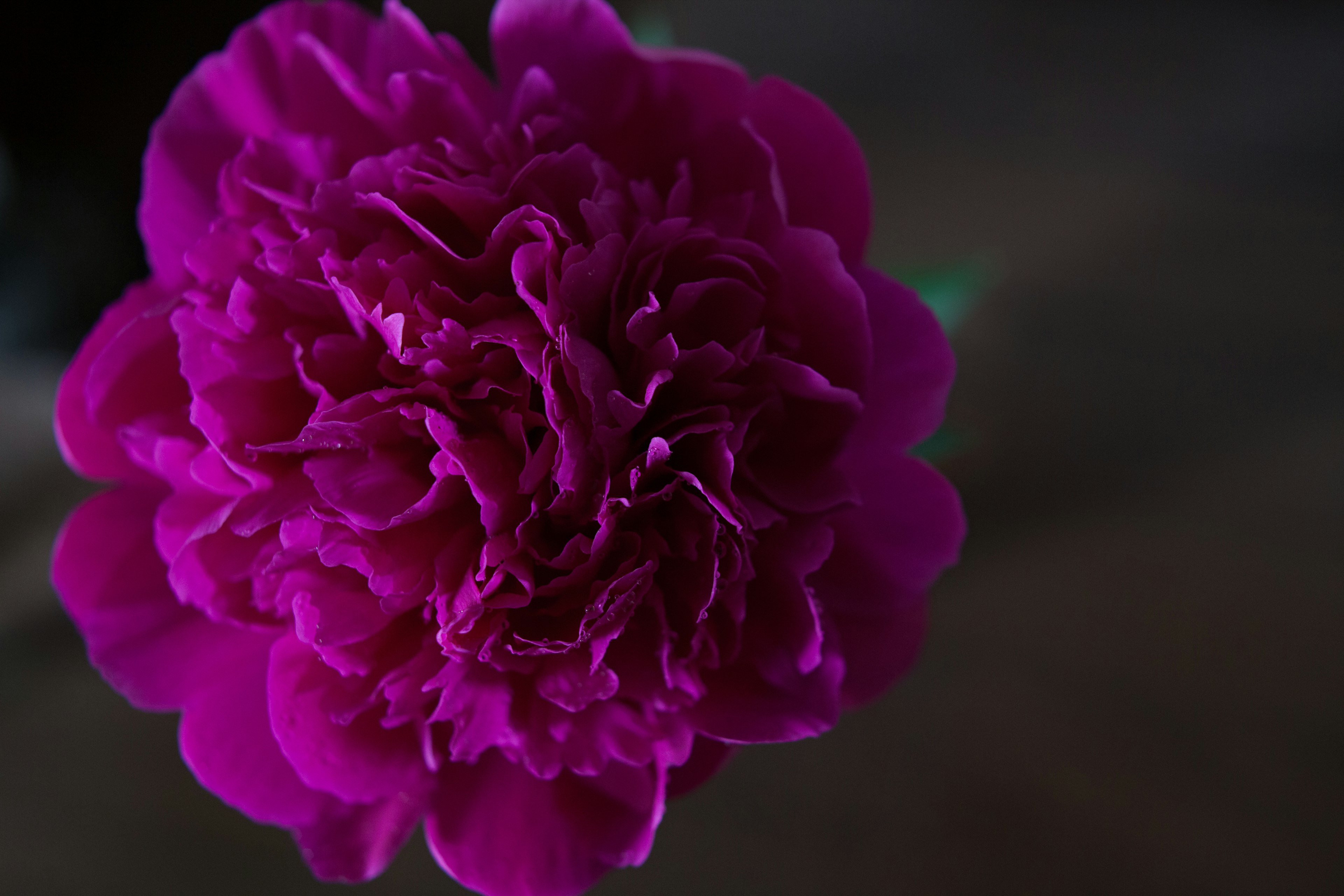 Close-up of a vibrant pink carnation flower