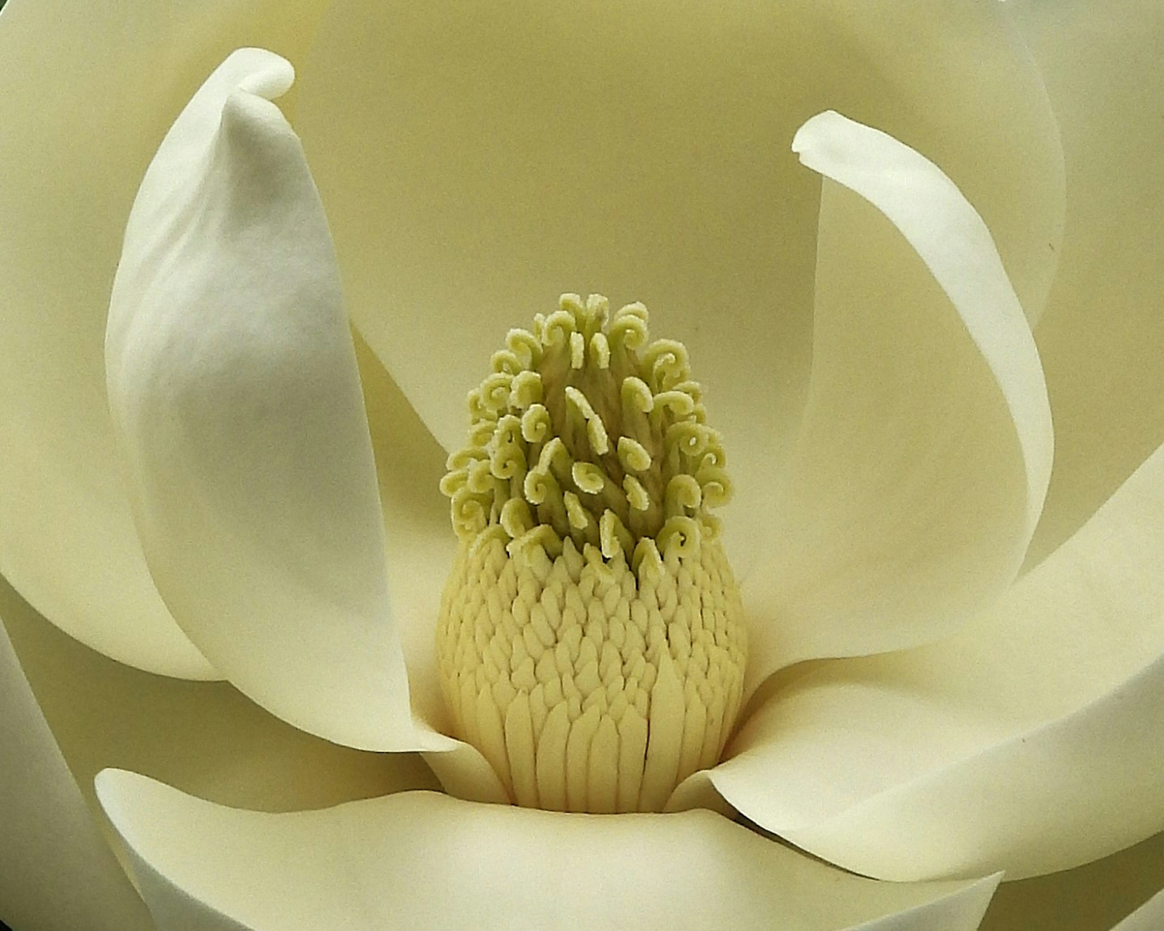 Close-up of a magnolia flower with white petals