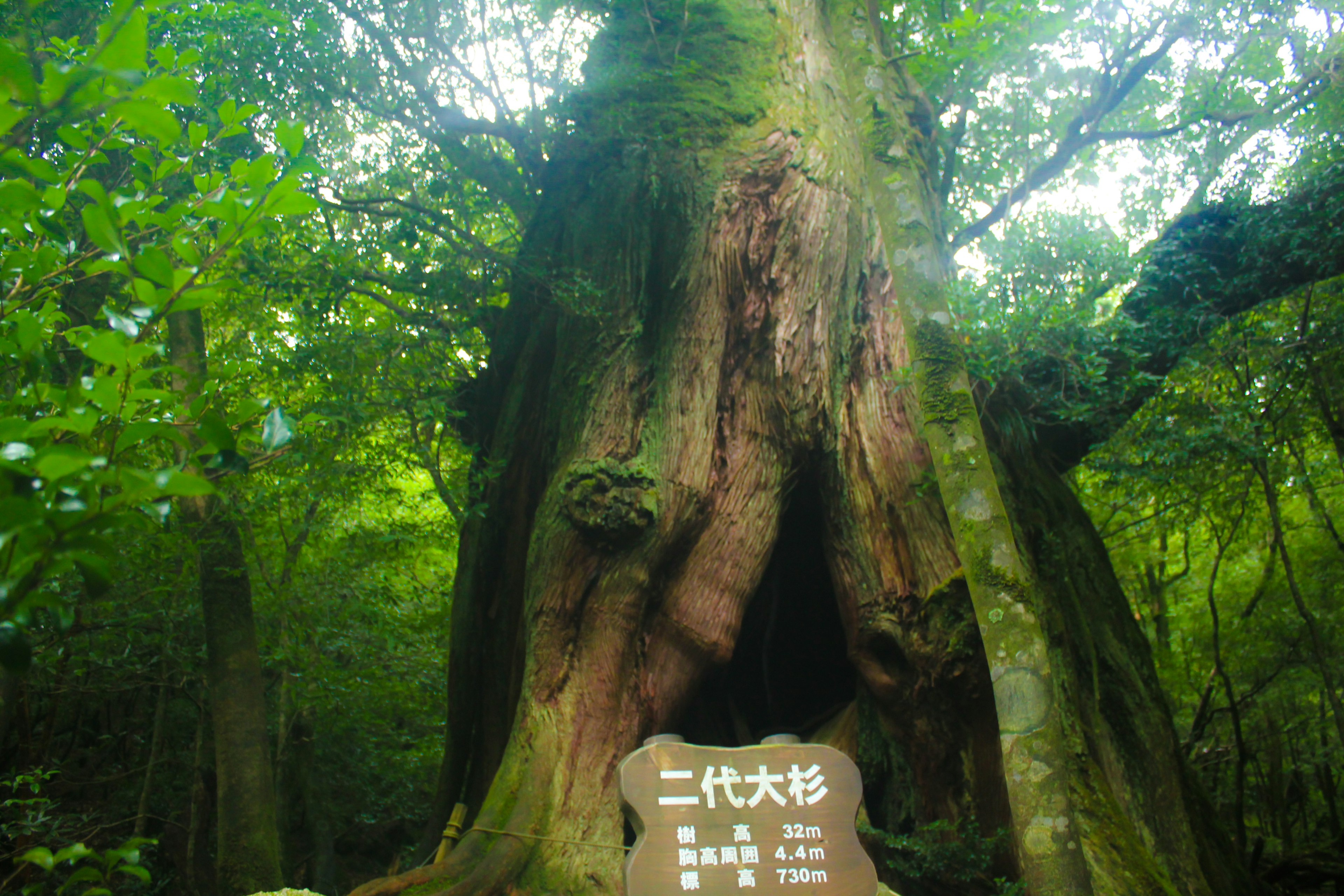 Albero antico con un tronco grande circondato da una foresta verdeggiante