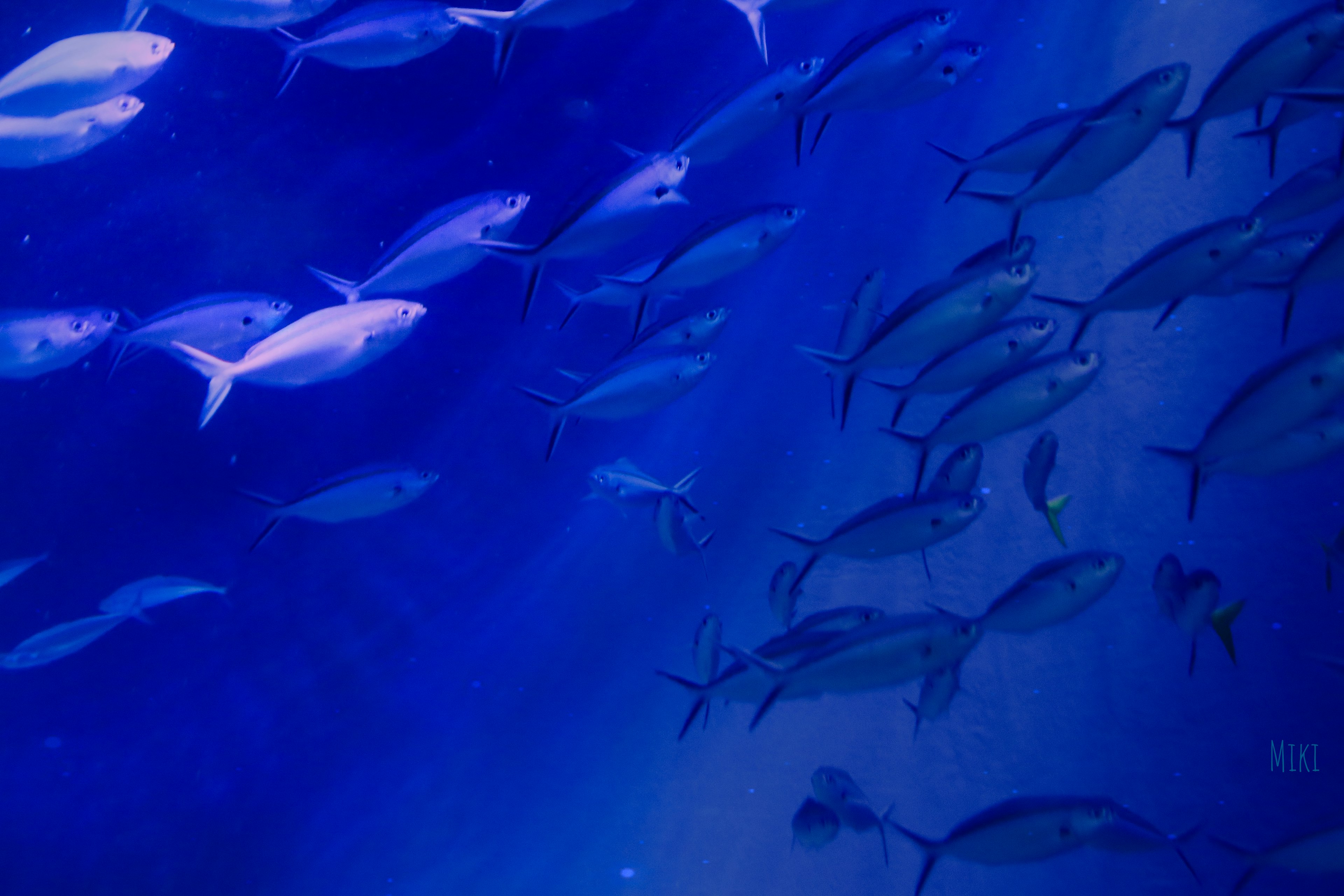 School of fish swimming in deep blue water