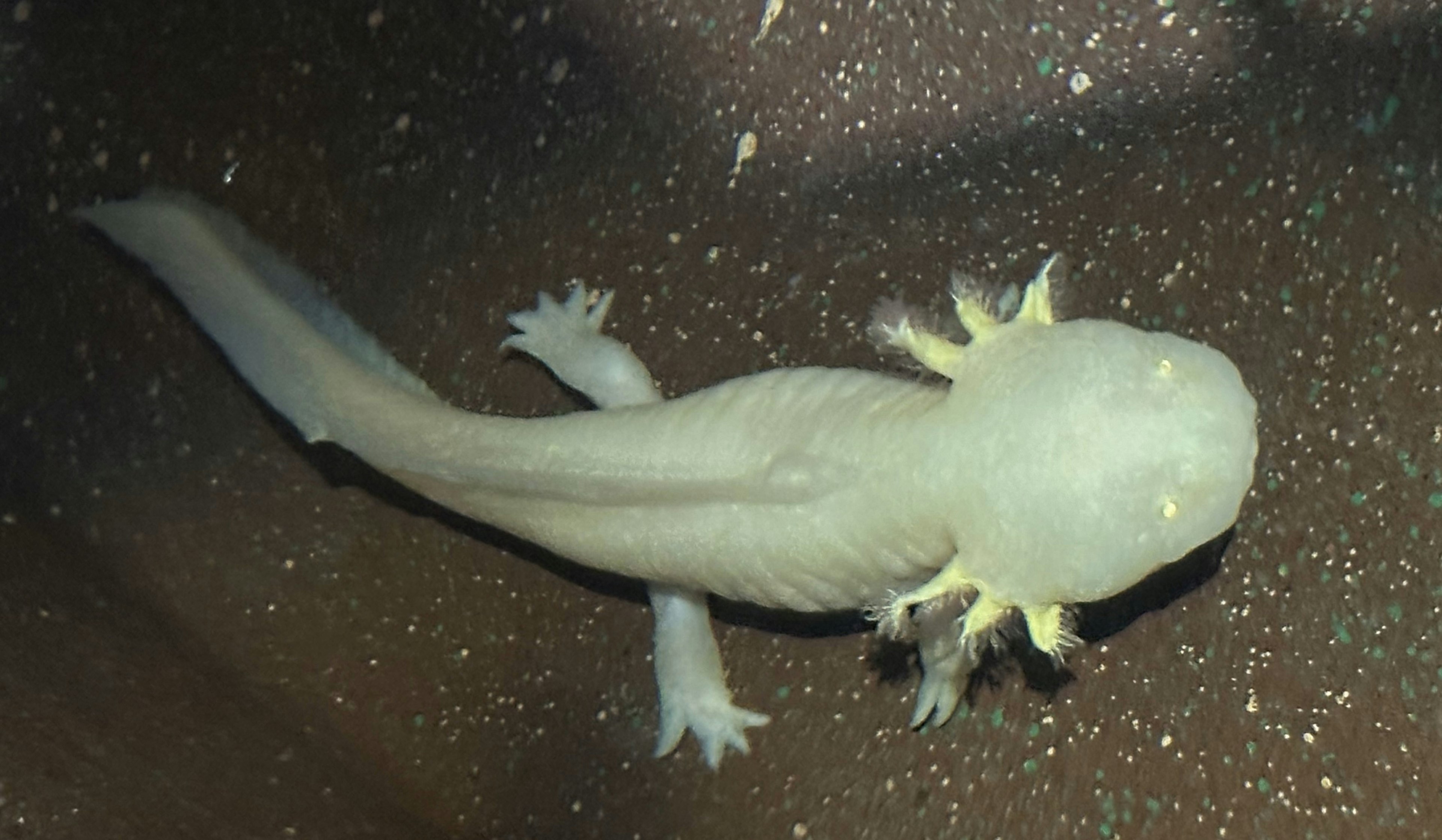 Weißer Axolotl schwimmt im Wasser