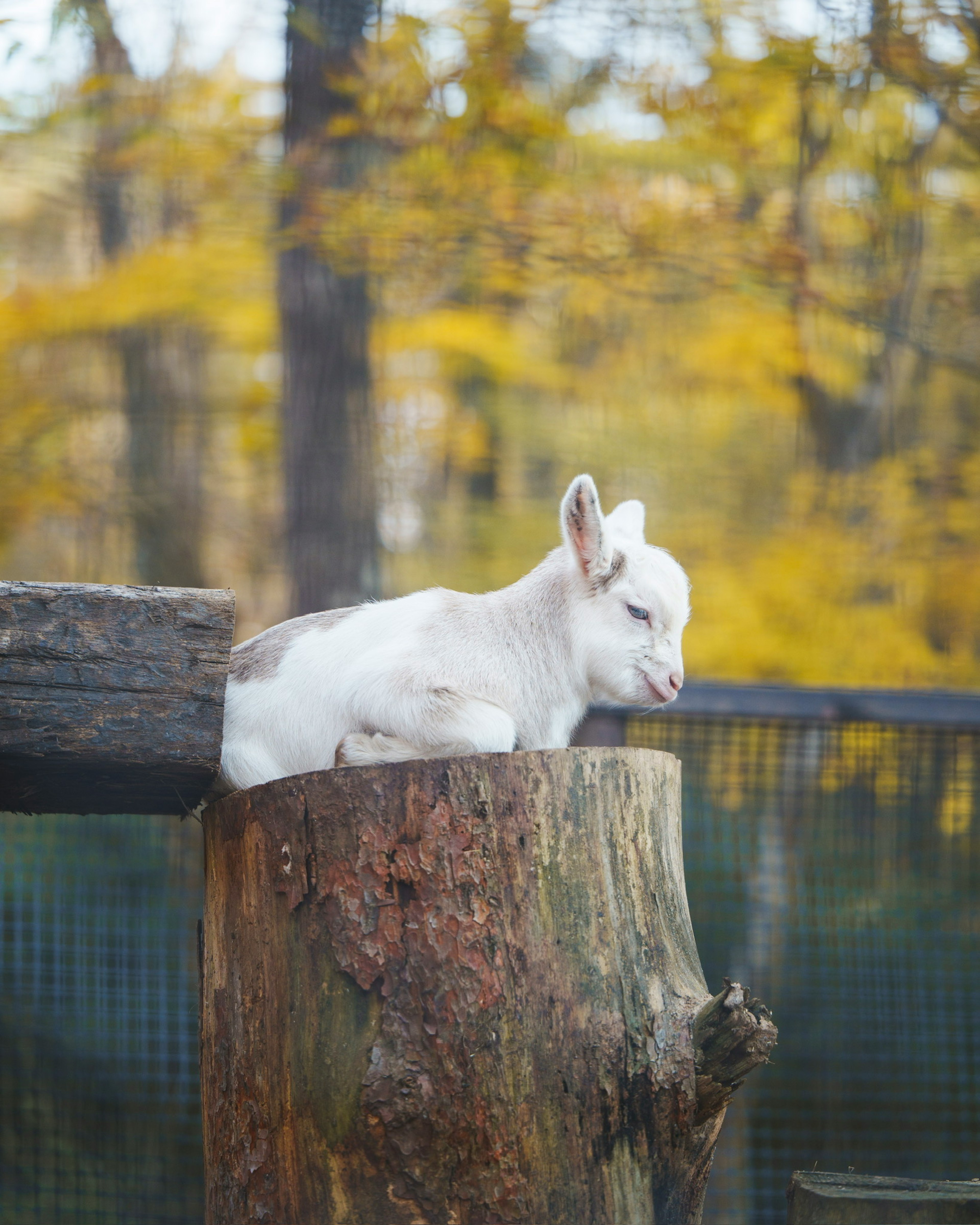 Un cabrito blanco descansando sobre un tronco en un entorno otoñal