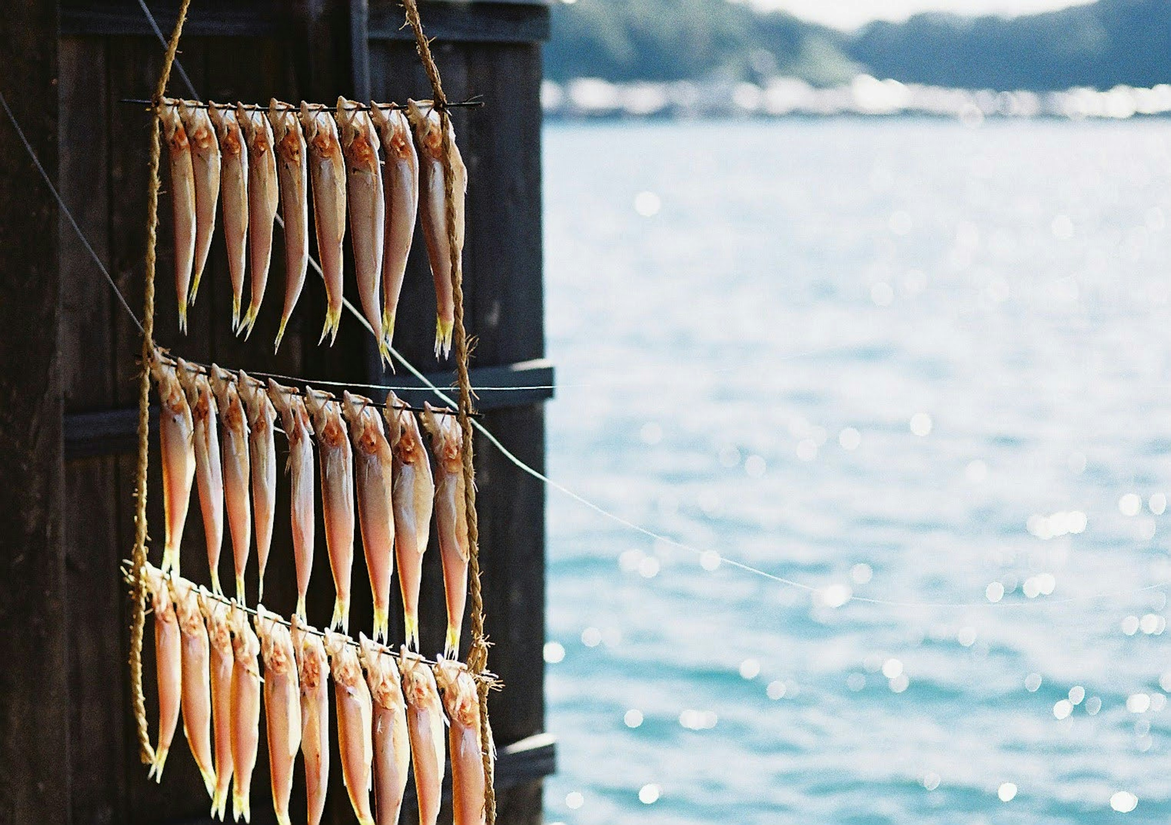 Una fila de peces secos colgados cerca del mar