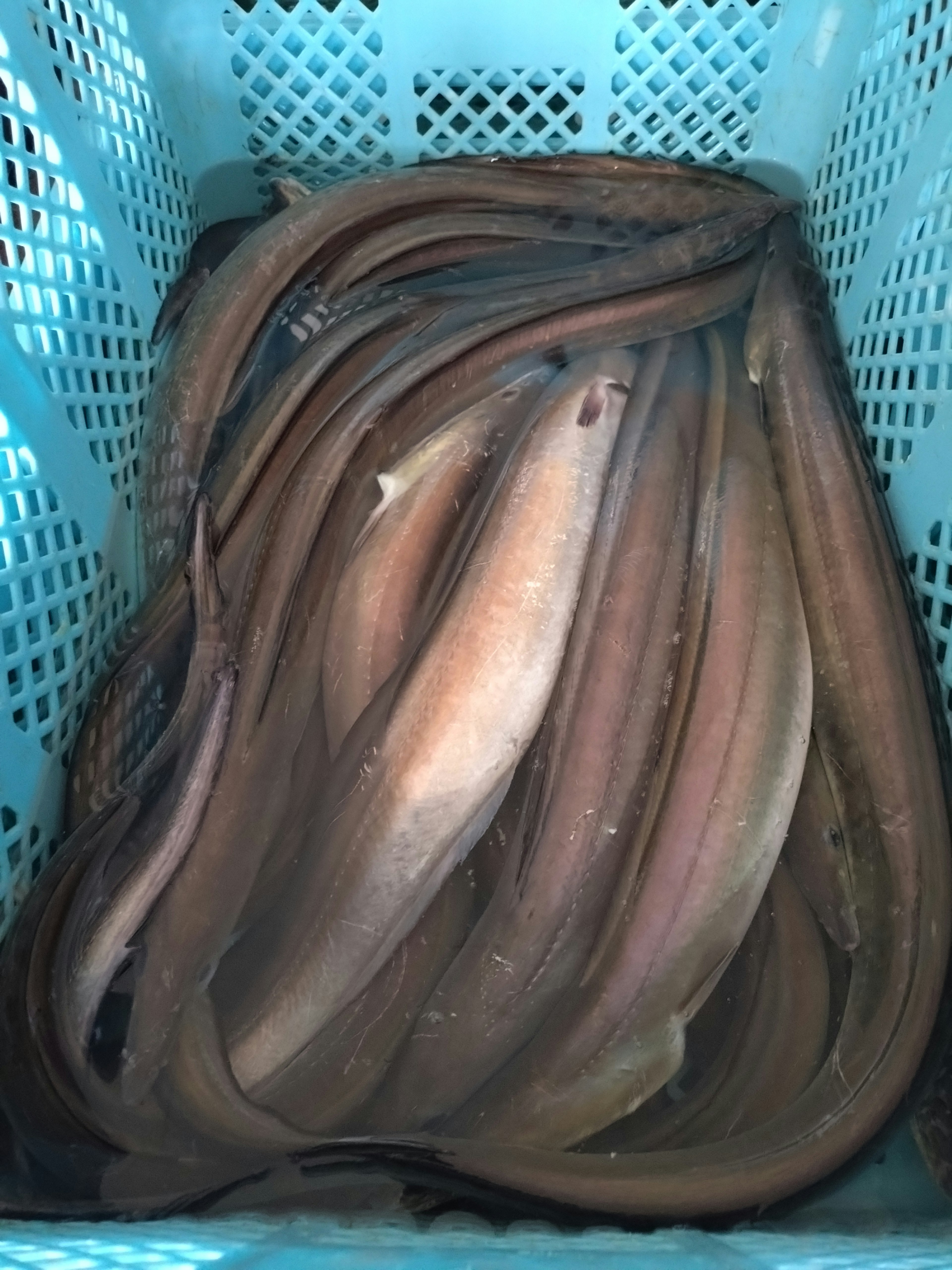 A large number of eels in a blue basket