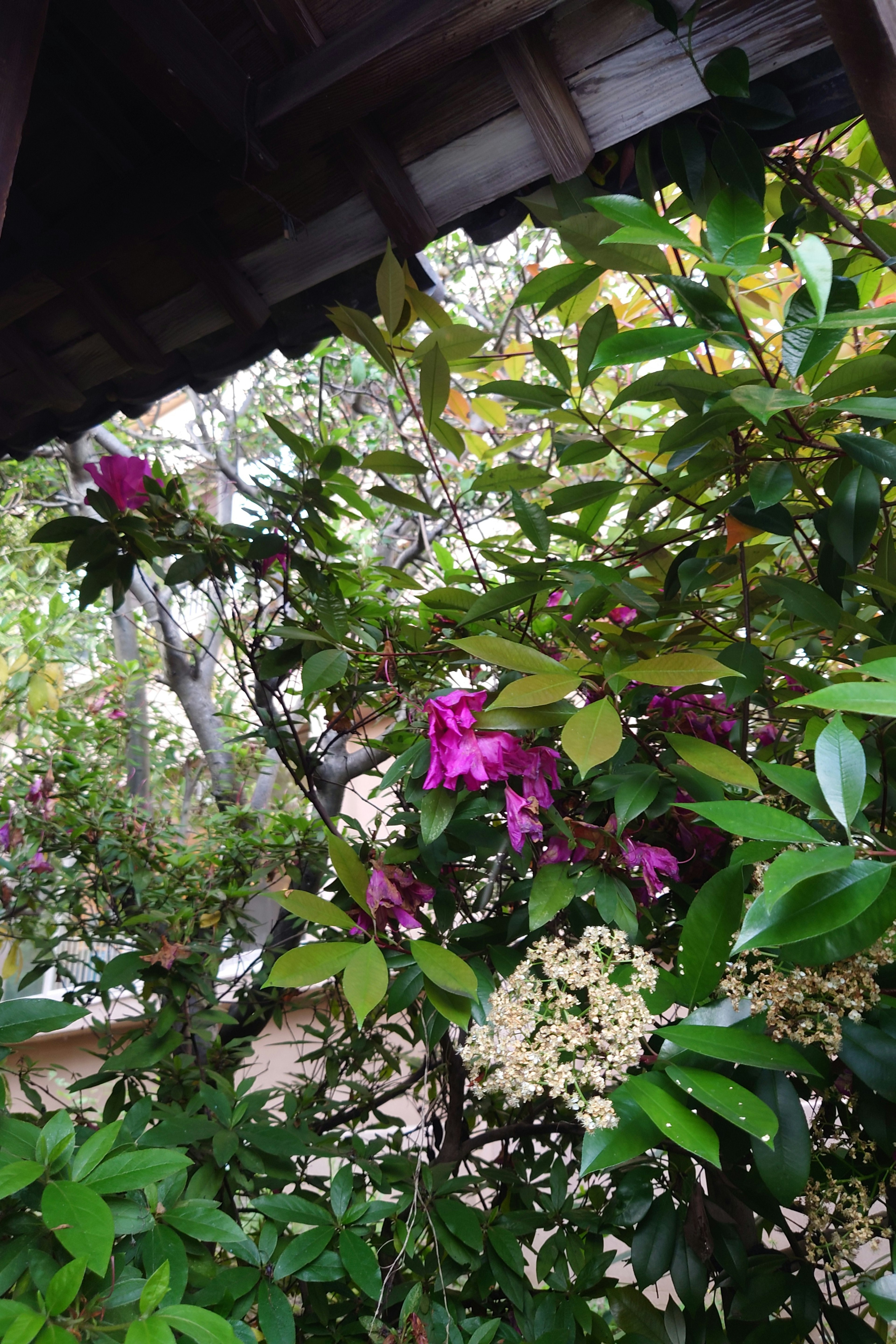 Eine Ecke eines Gartens mit bunten Blumen lebhaften grünen Blättern und auffälligen rosa Blüten