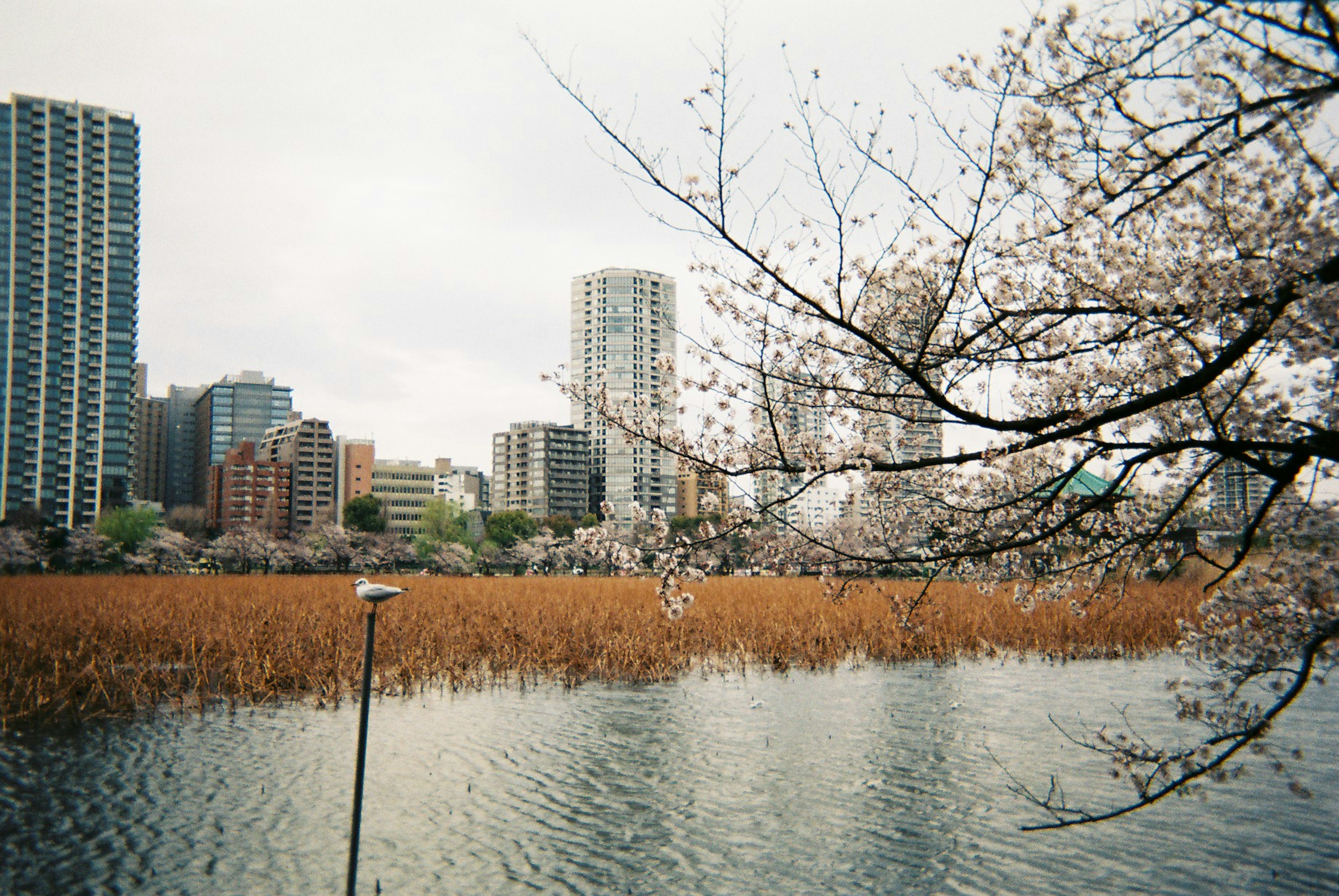 桜の木と高層ビルが見える湖の風景