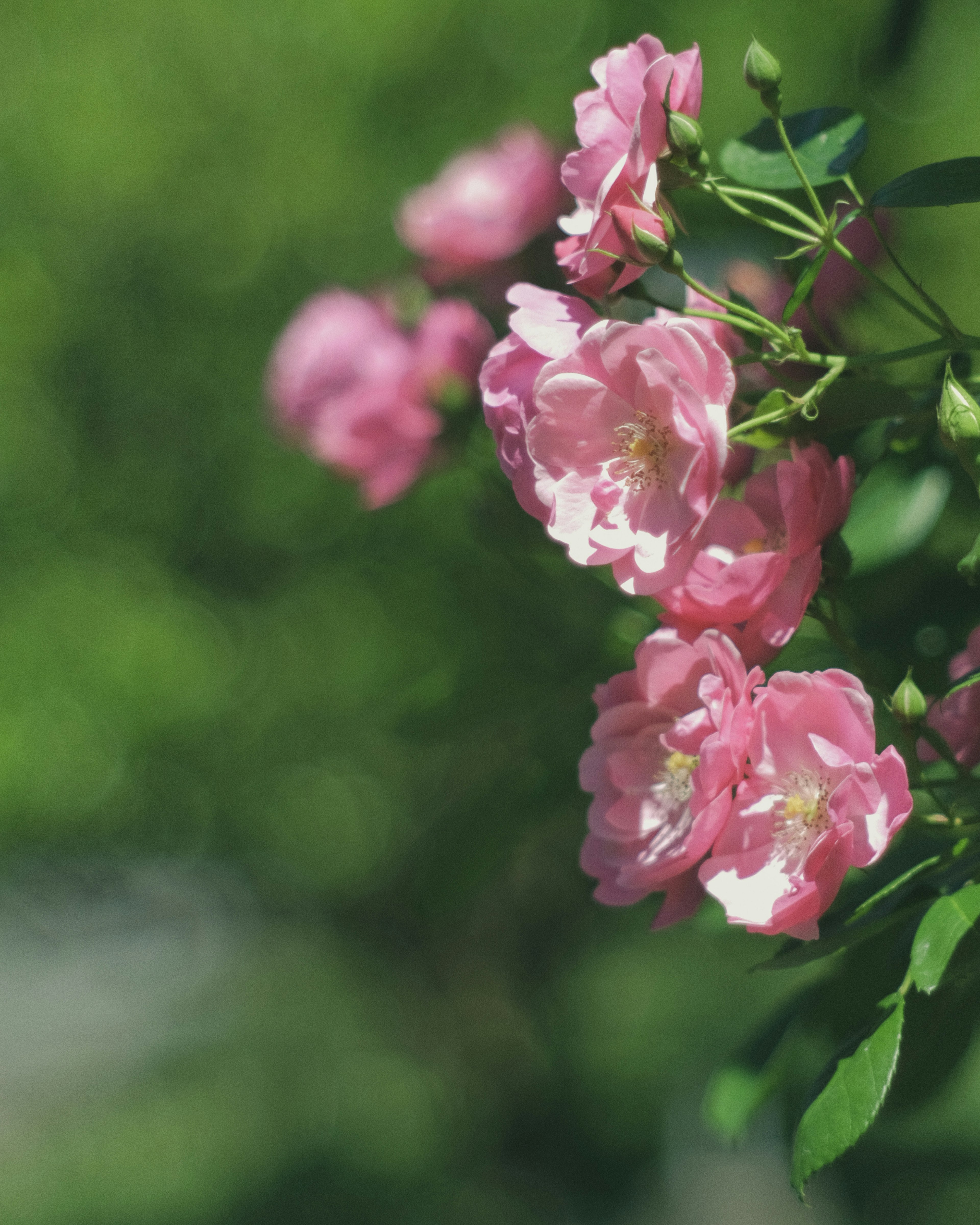 鮮やかなピンクのバラの花が緑の葉の中で美しく咲いている