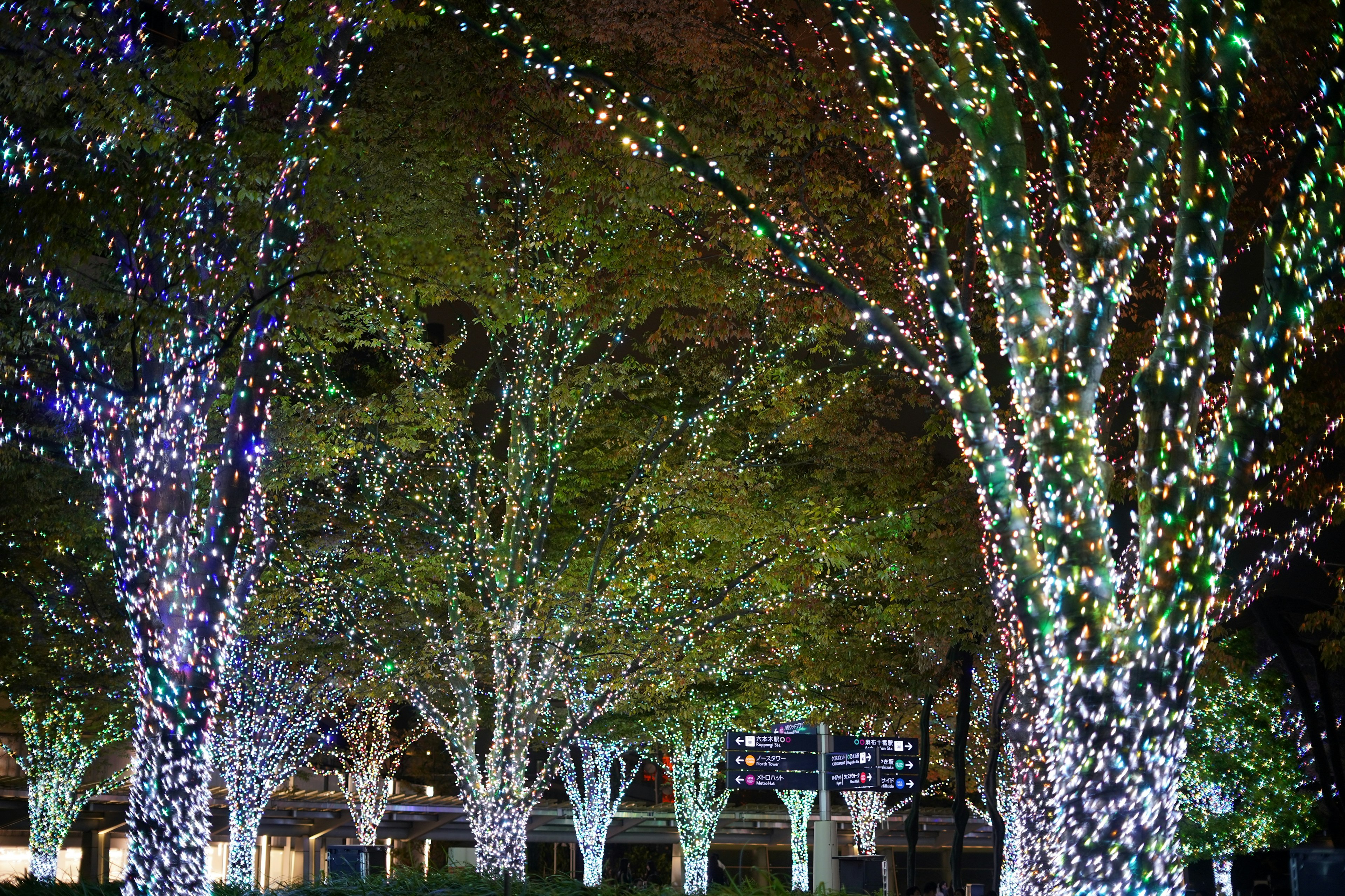 Árboles iluminados adornados con luces coloridas por la noche