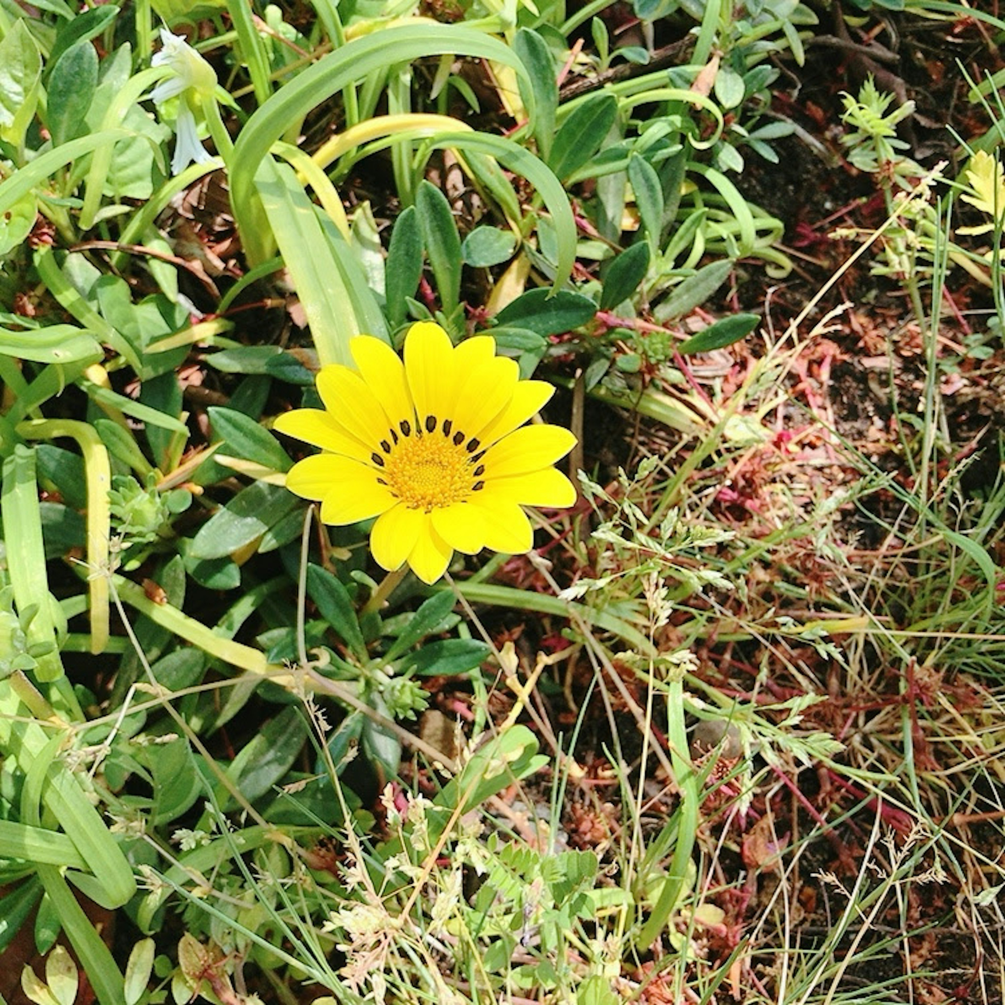 Bunga kuning cerah mekar di tengah rumput hijau