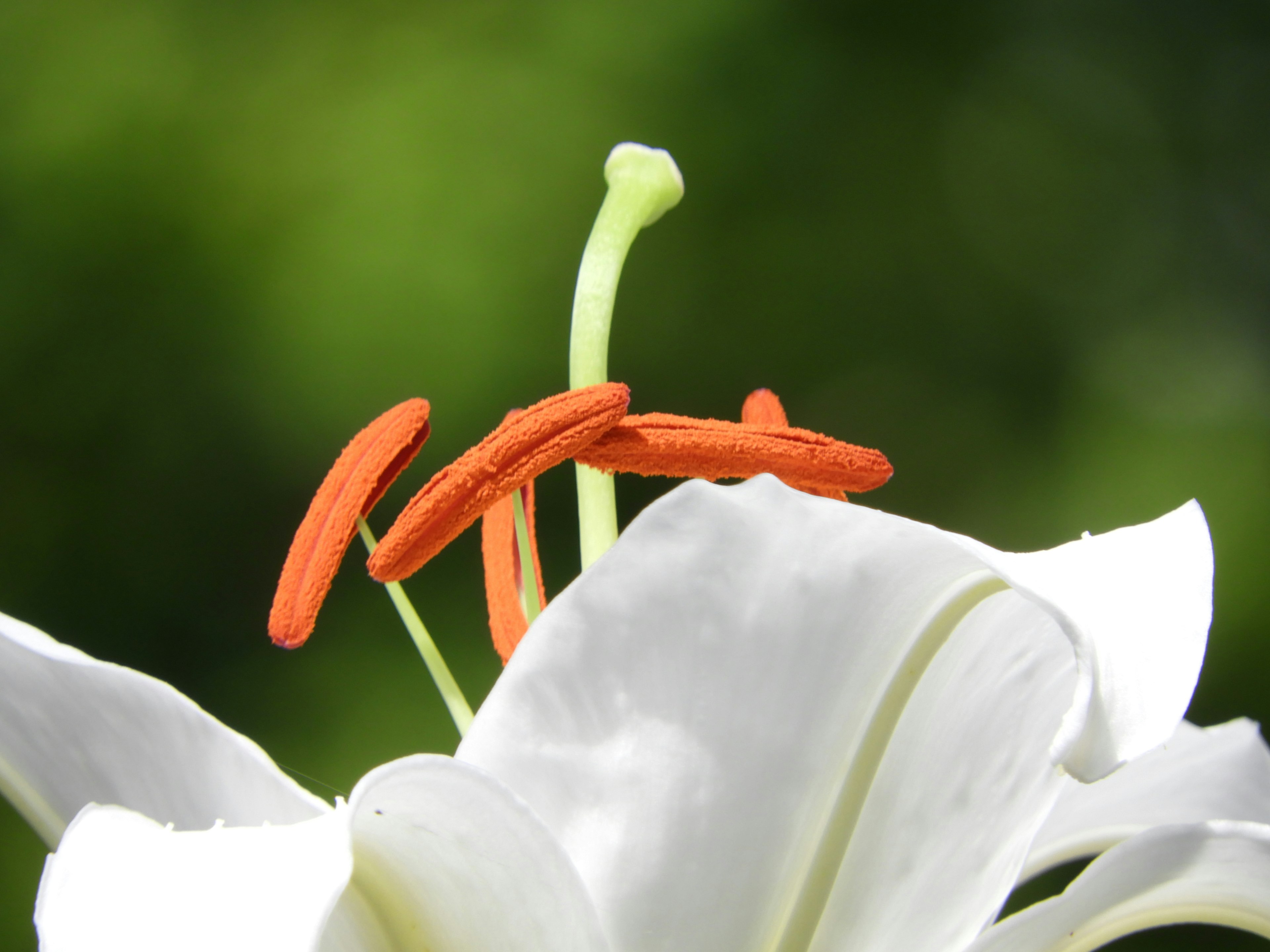 白色百合花的特写，带有橙色雄蕊