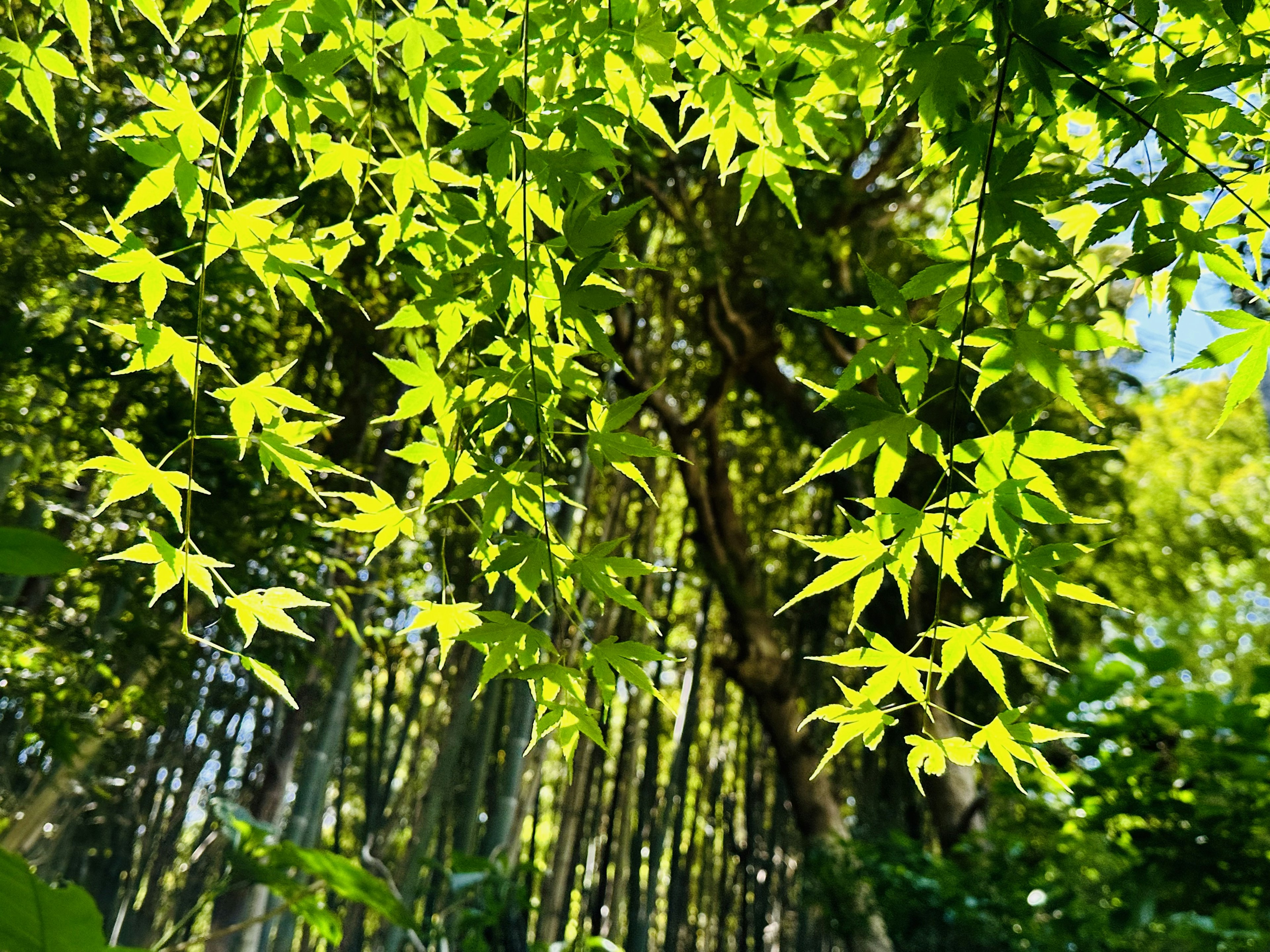 Feuilles vertes luxuriantes dans une forêt de bambous