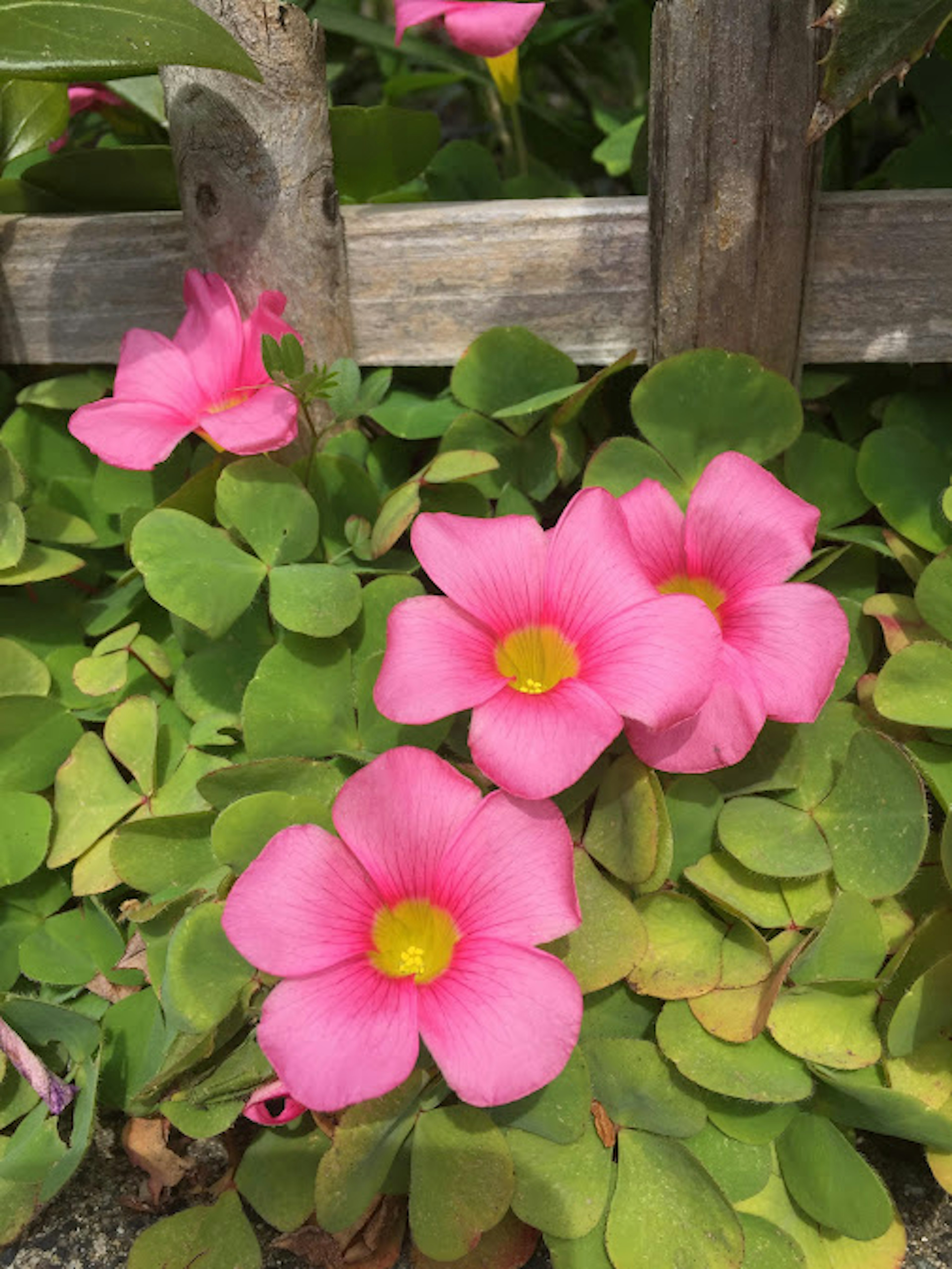 Bunga pink dengan pusat kuning di antara daun hijau