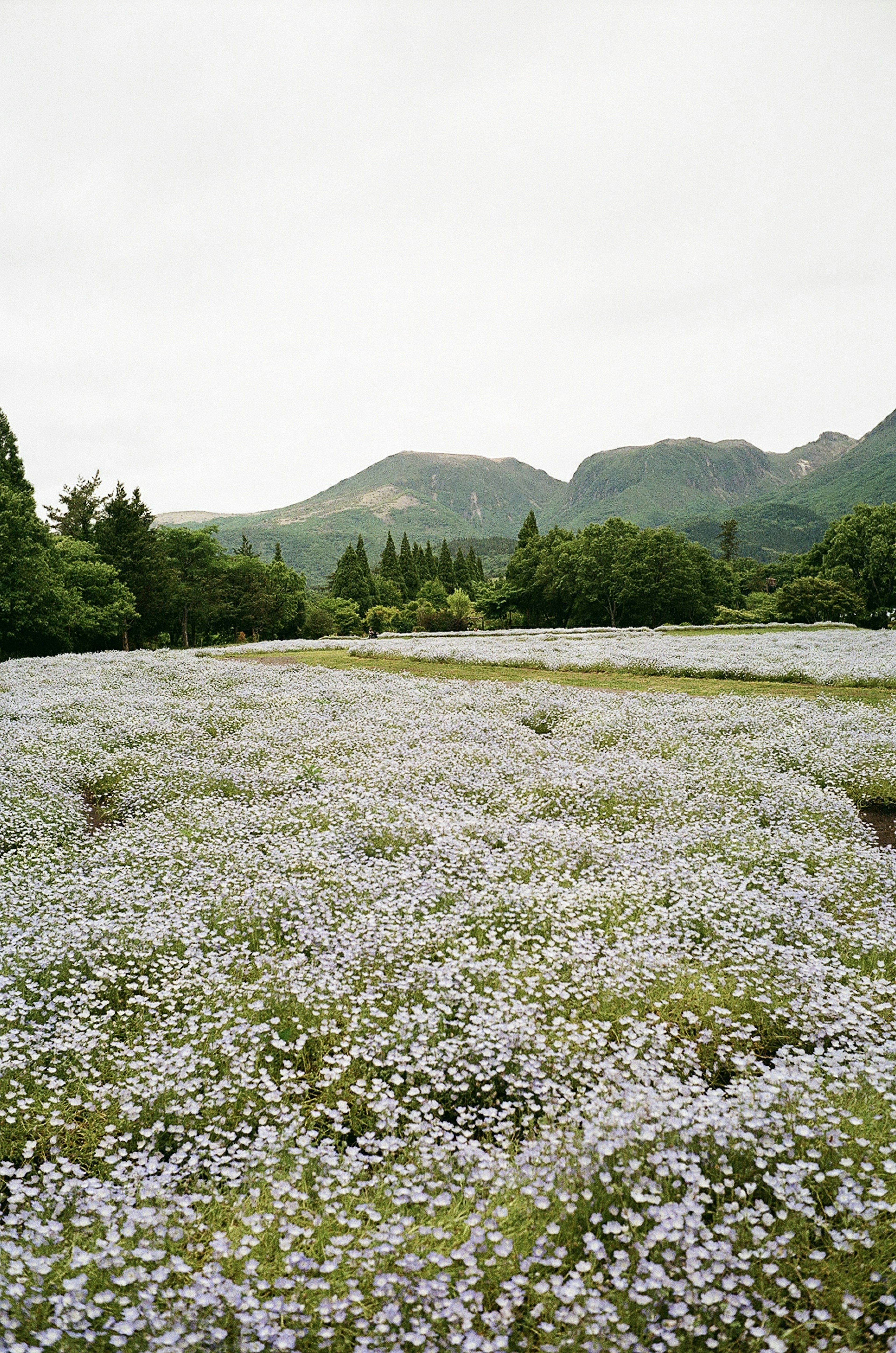 青い花が咲く広大な草原と山々の景色