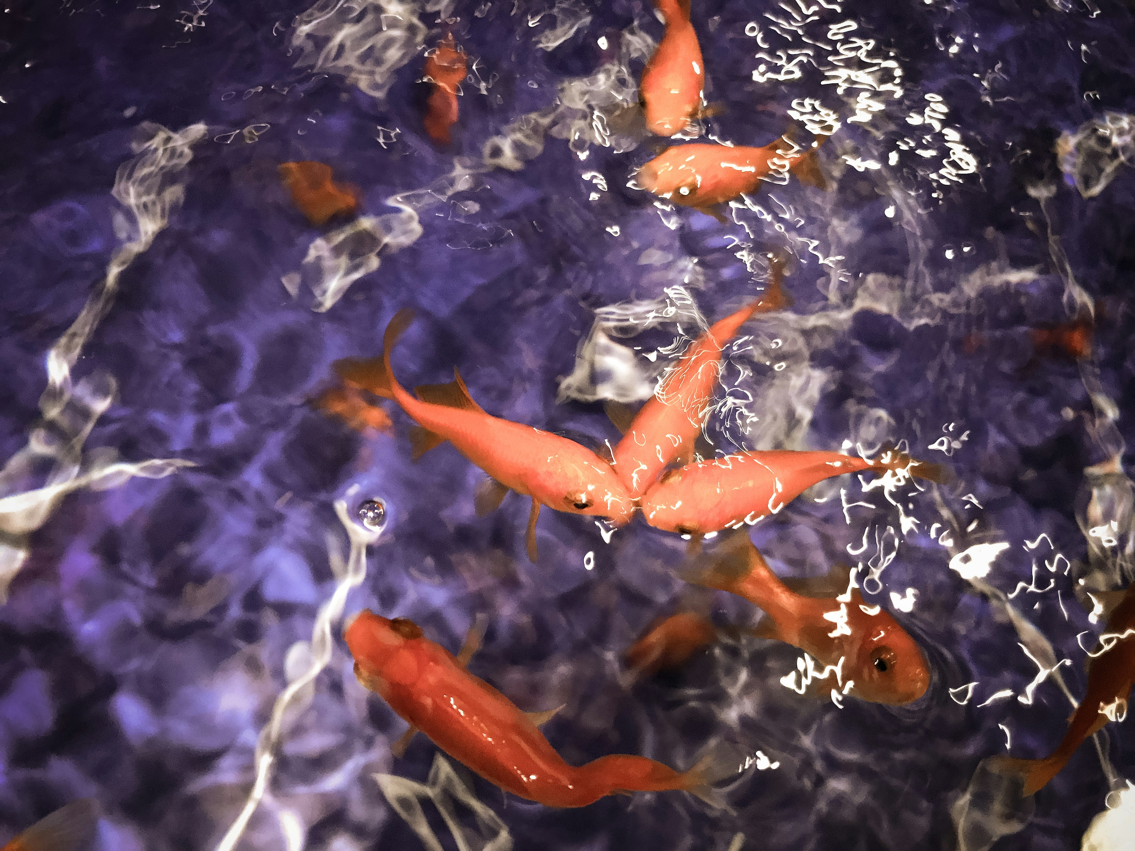 Peces dorados nadando en la superficie del agua con un fondo púrpura