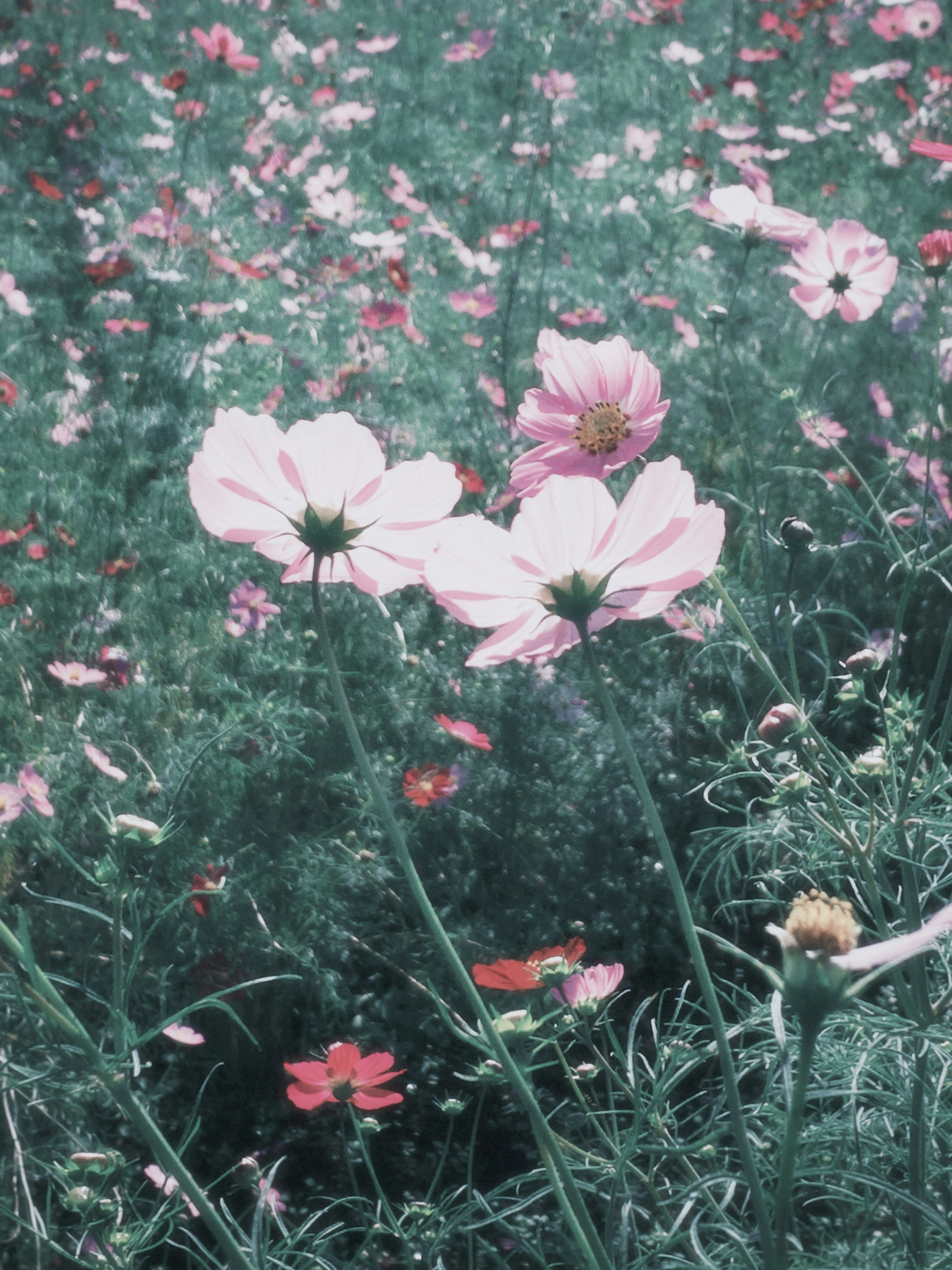 花が咲いている草原の風景 ピンクのコスモスの花が目立つ