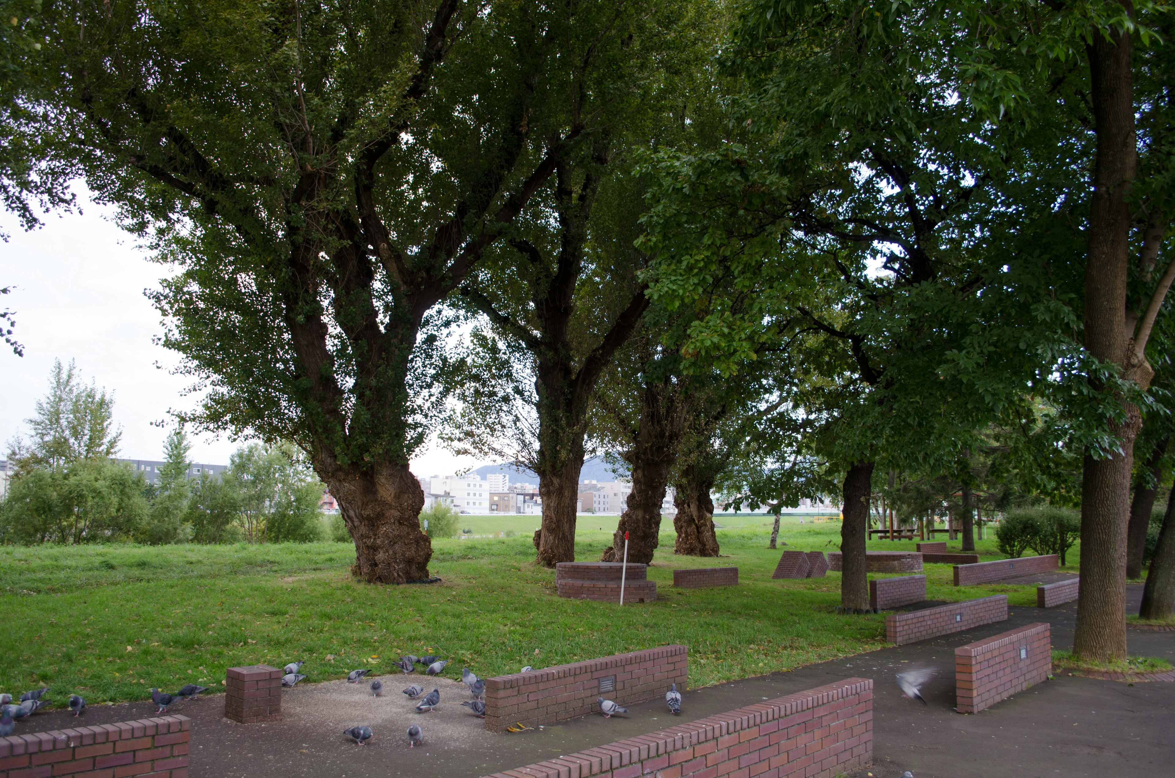 Large trees and benches in a green park setting