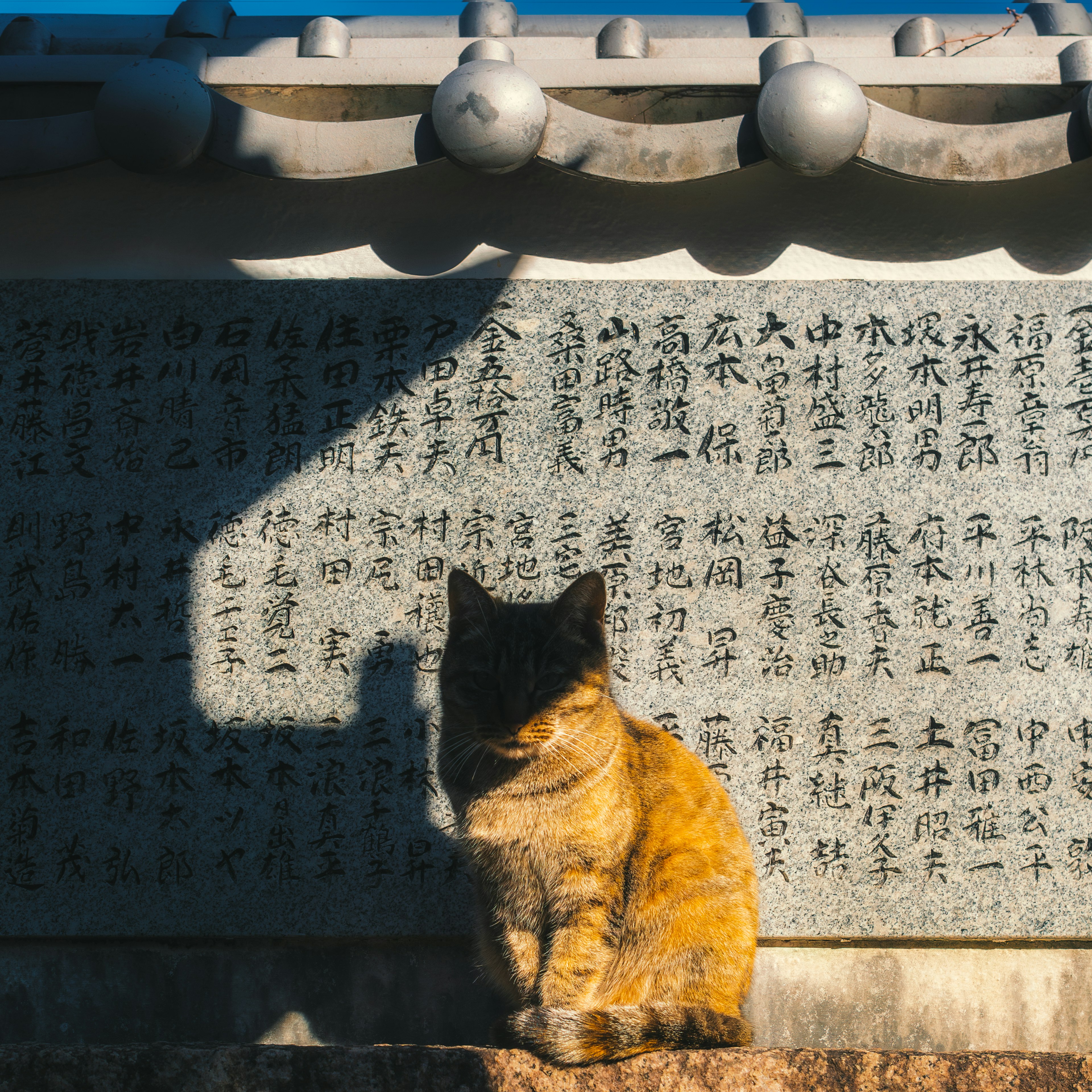 Chat calico assis devant une inscription ancienne