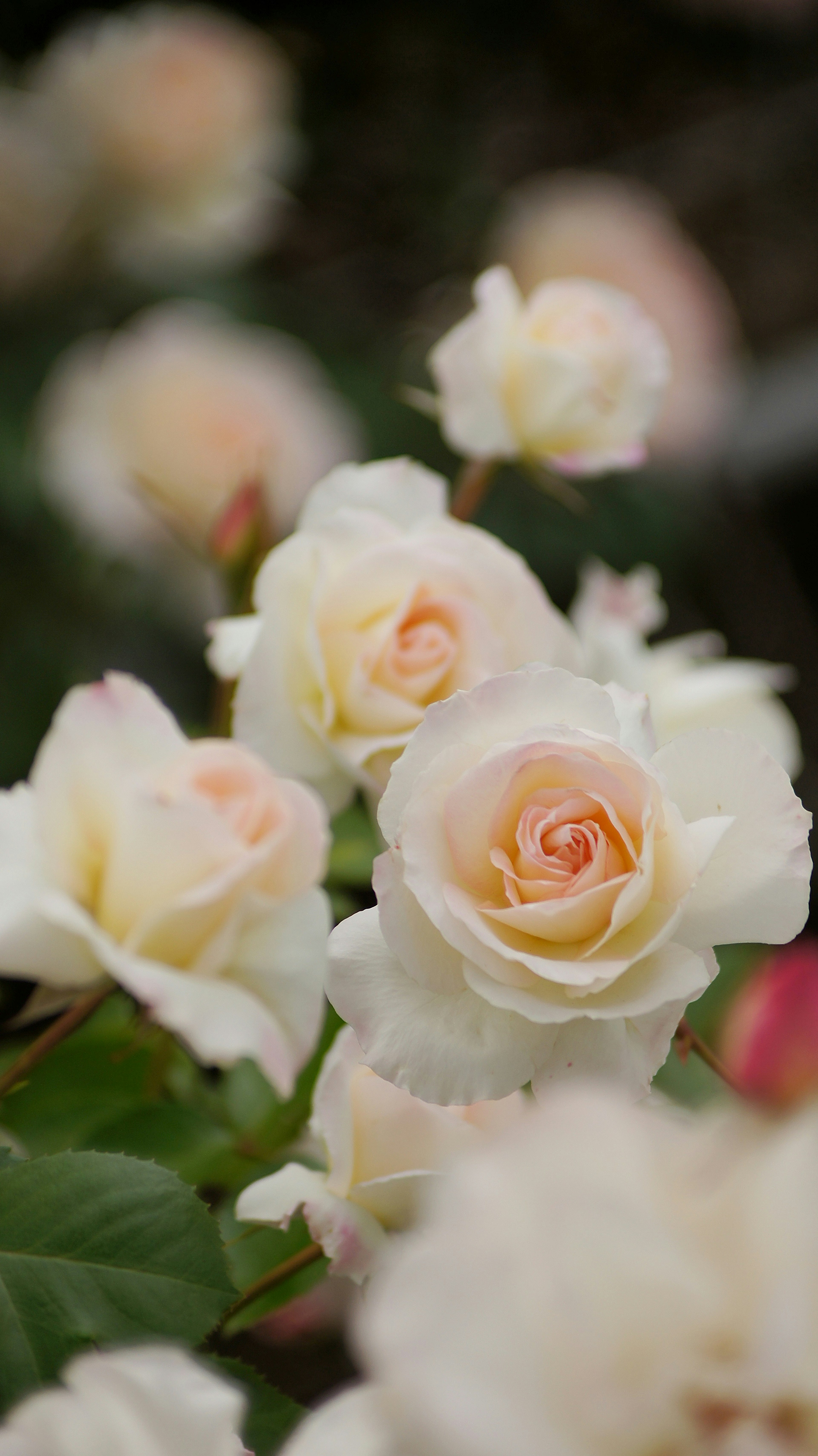 Zarte rosa Rosen blühen in einem Garten