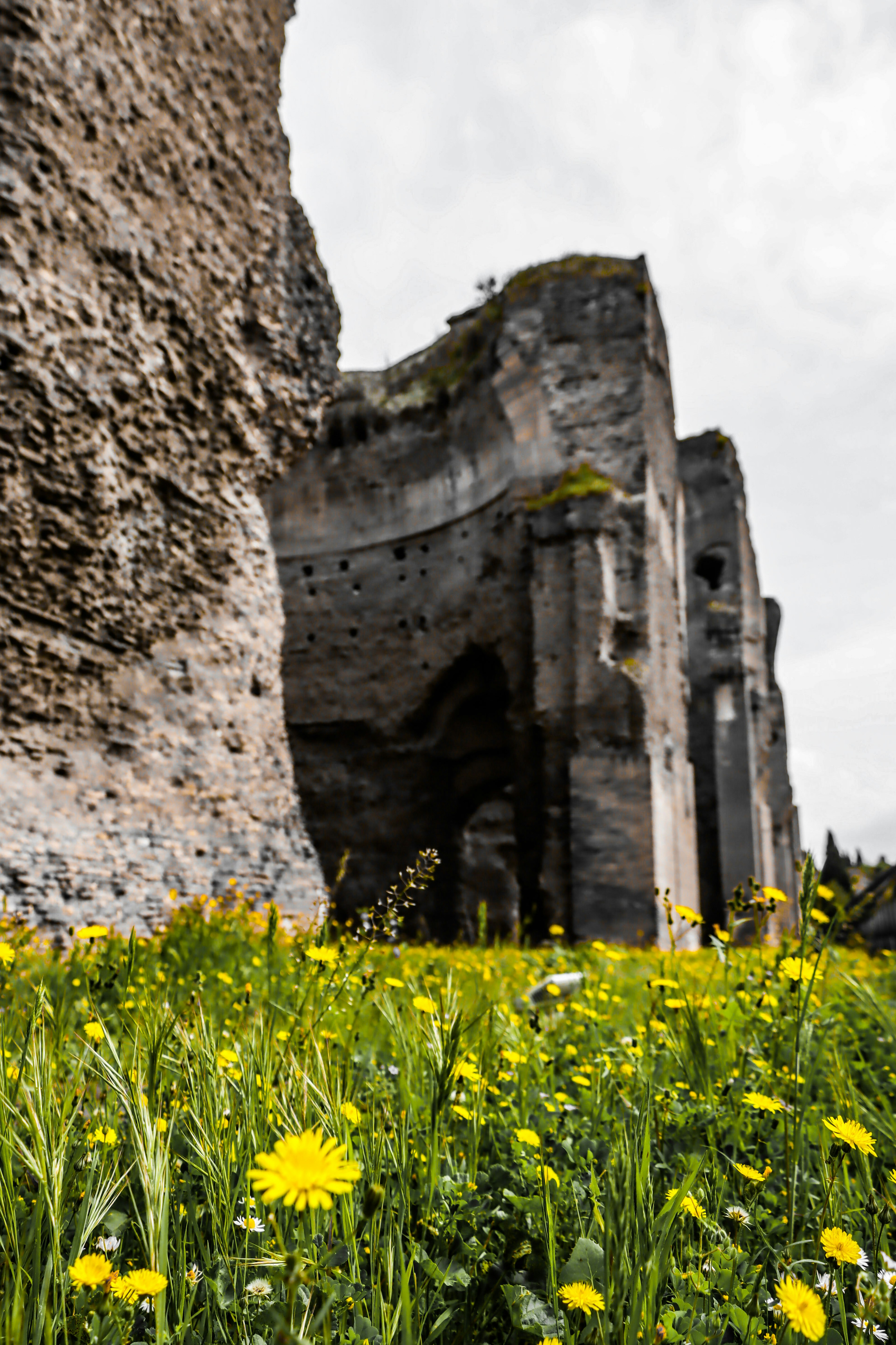 Gros plan sur des ruines anciennes entourées de fleurs jaunes en fleurs