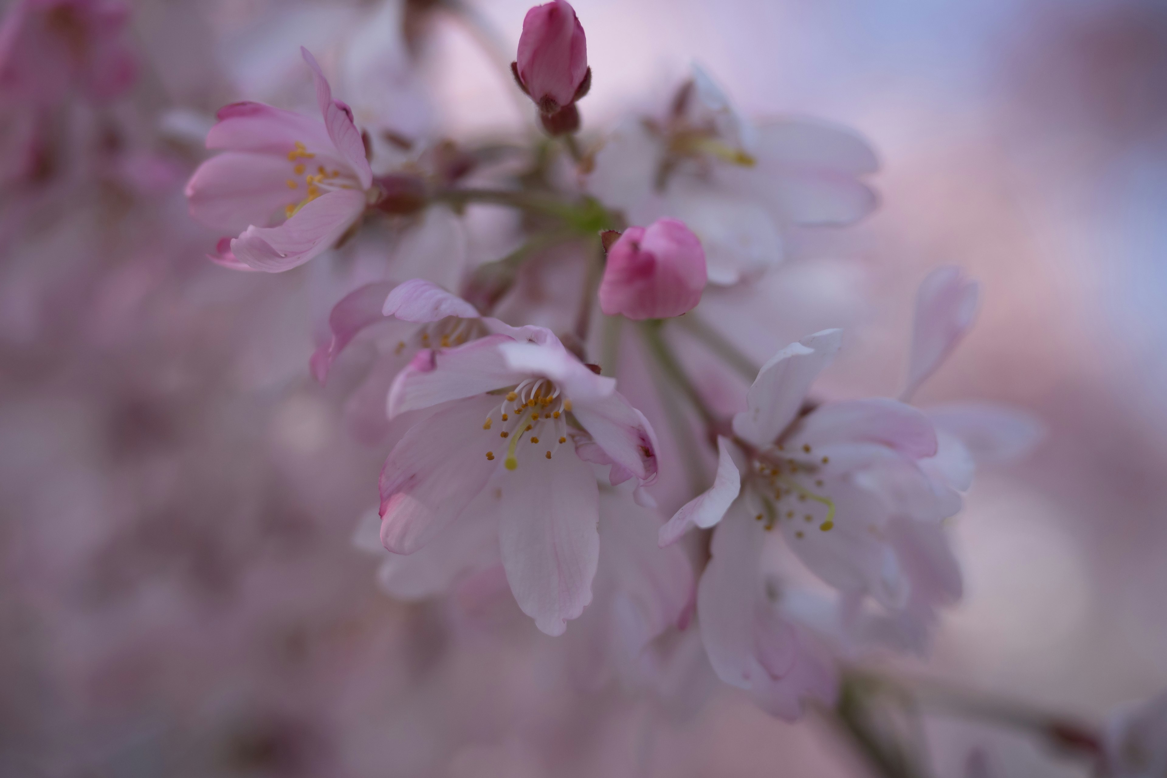 Kedekatan bunga sakura merah muda yang sedang mekar