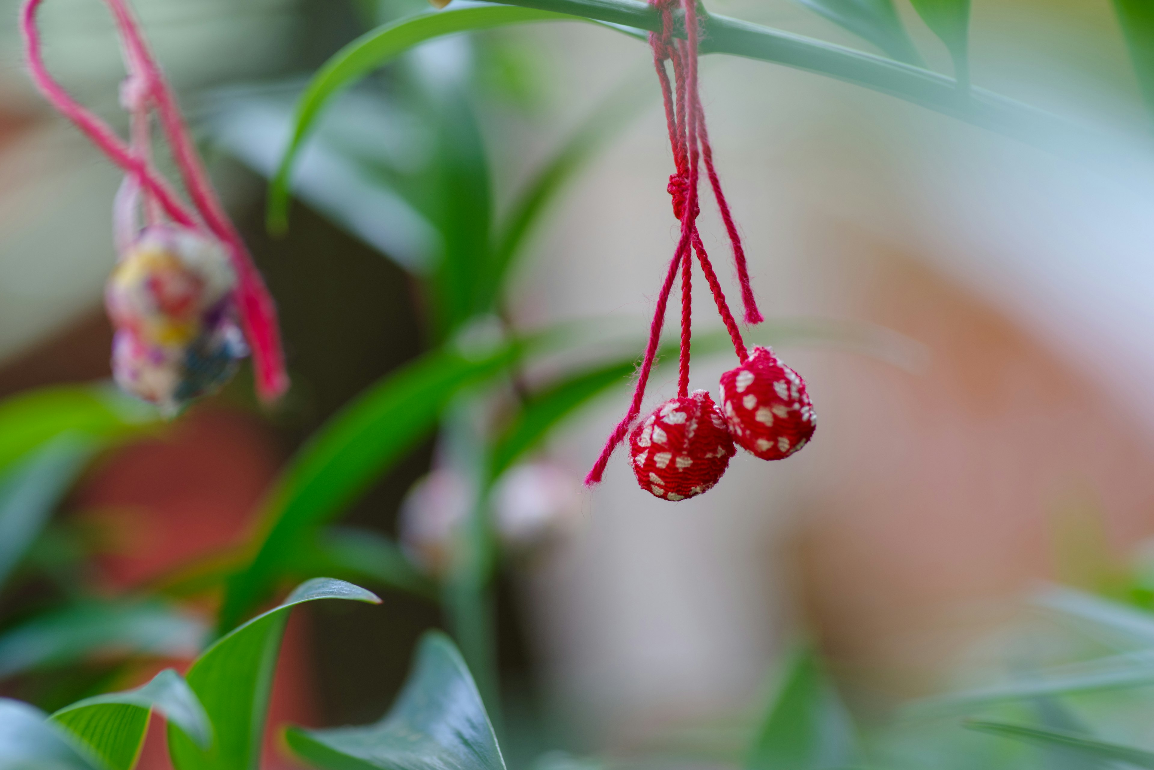 Plante avec des fruits rouges tachetés et des feuilles vertes