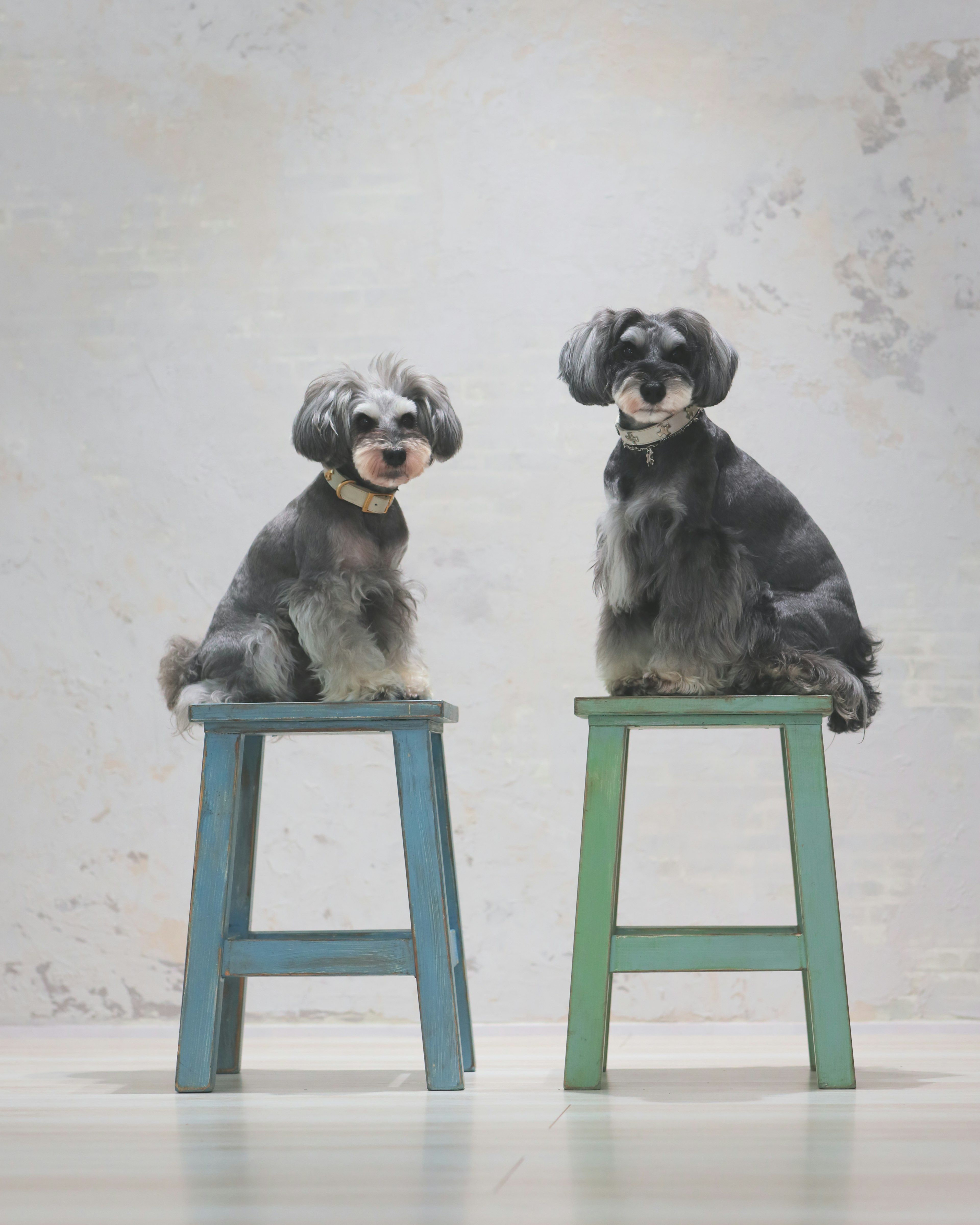 Two dogs sitting on blue and green stools